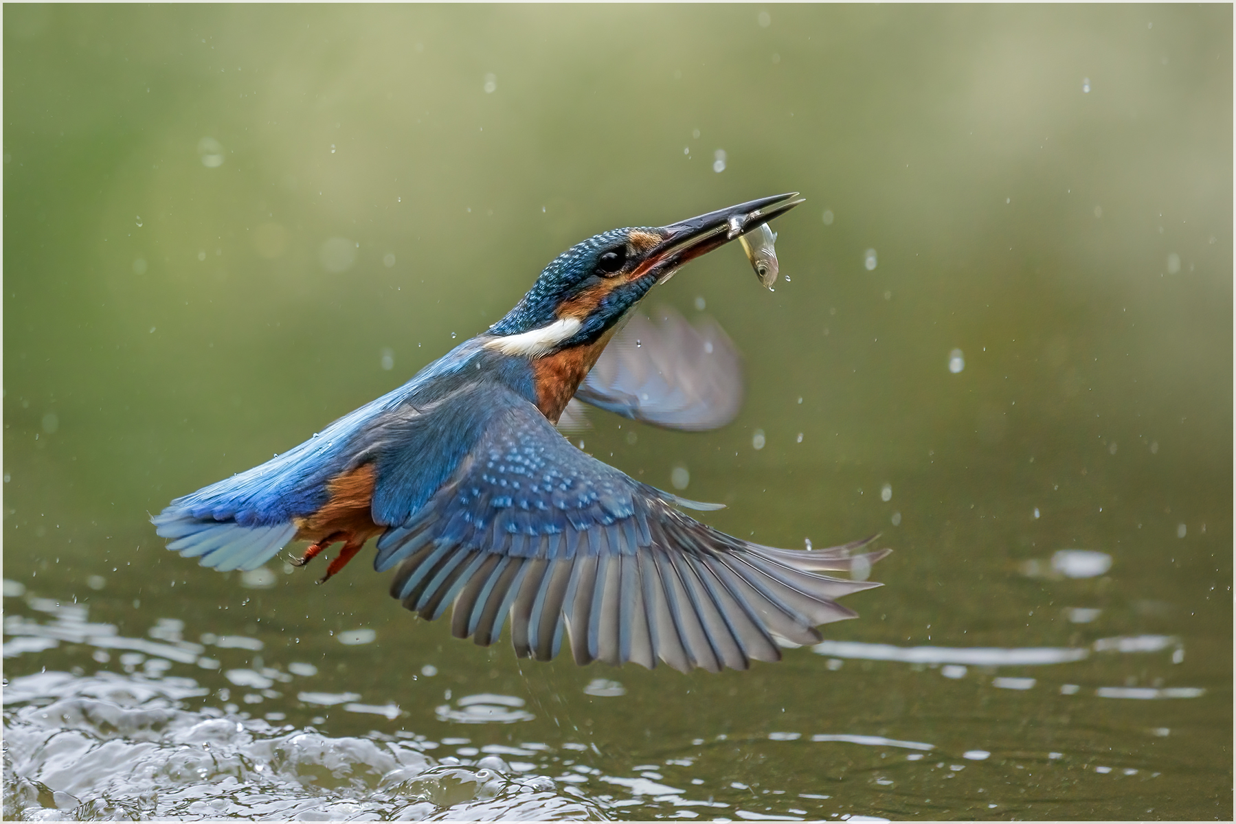 Eisvogel