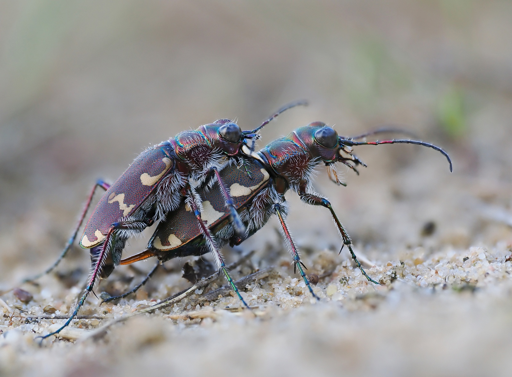 Sandlaufkäfer