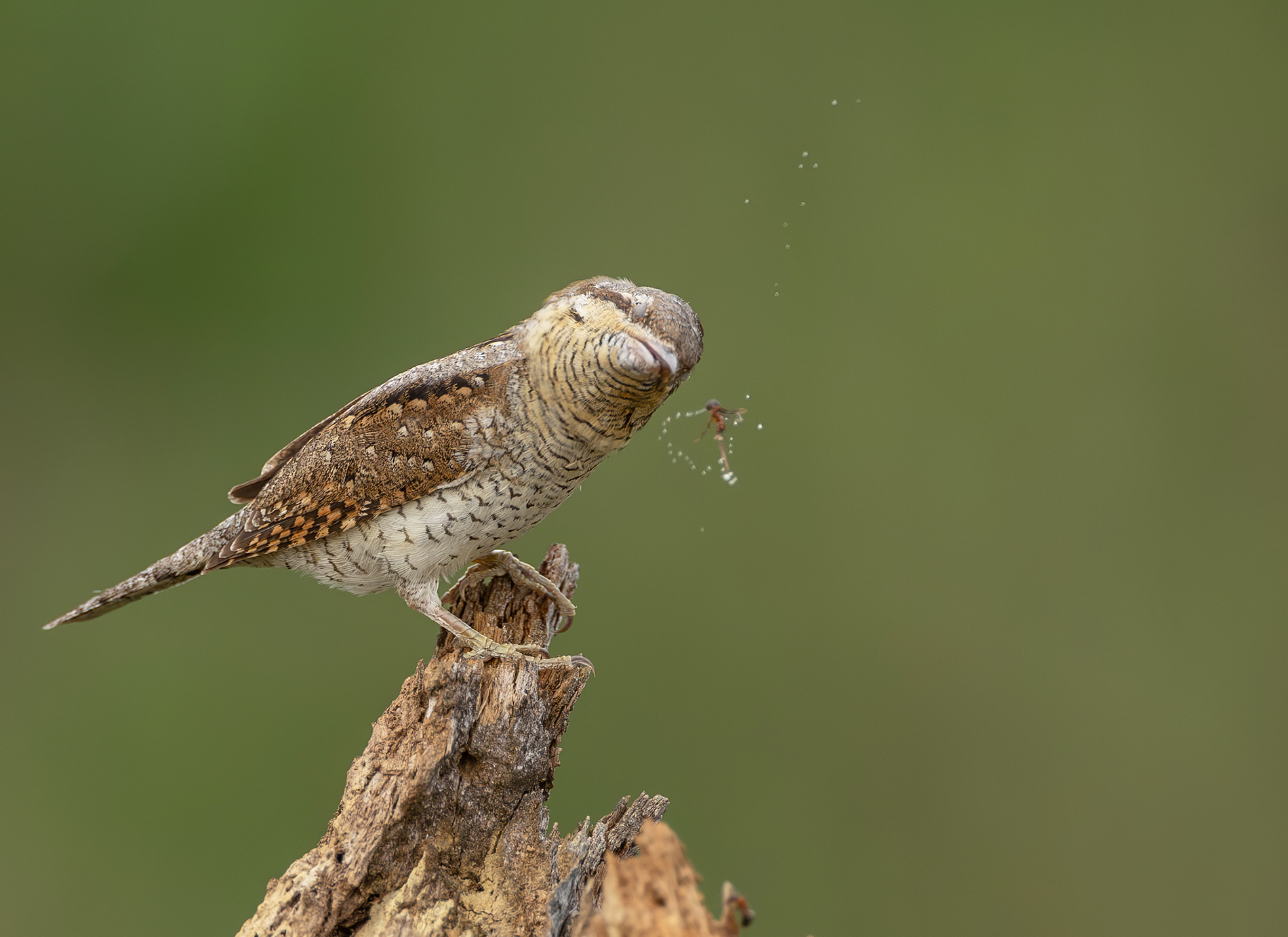 Wendehals (Jynx torquilla) bei der Jagd