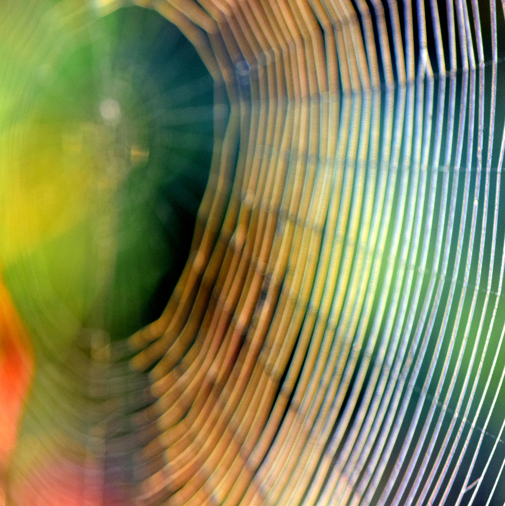Spinnennetz am Morgen