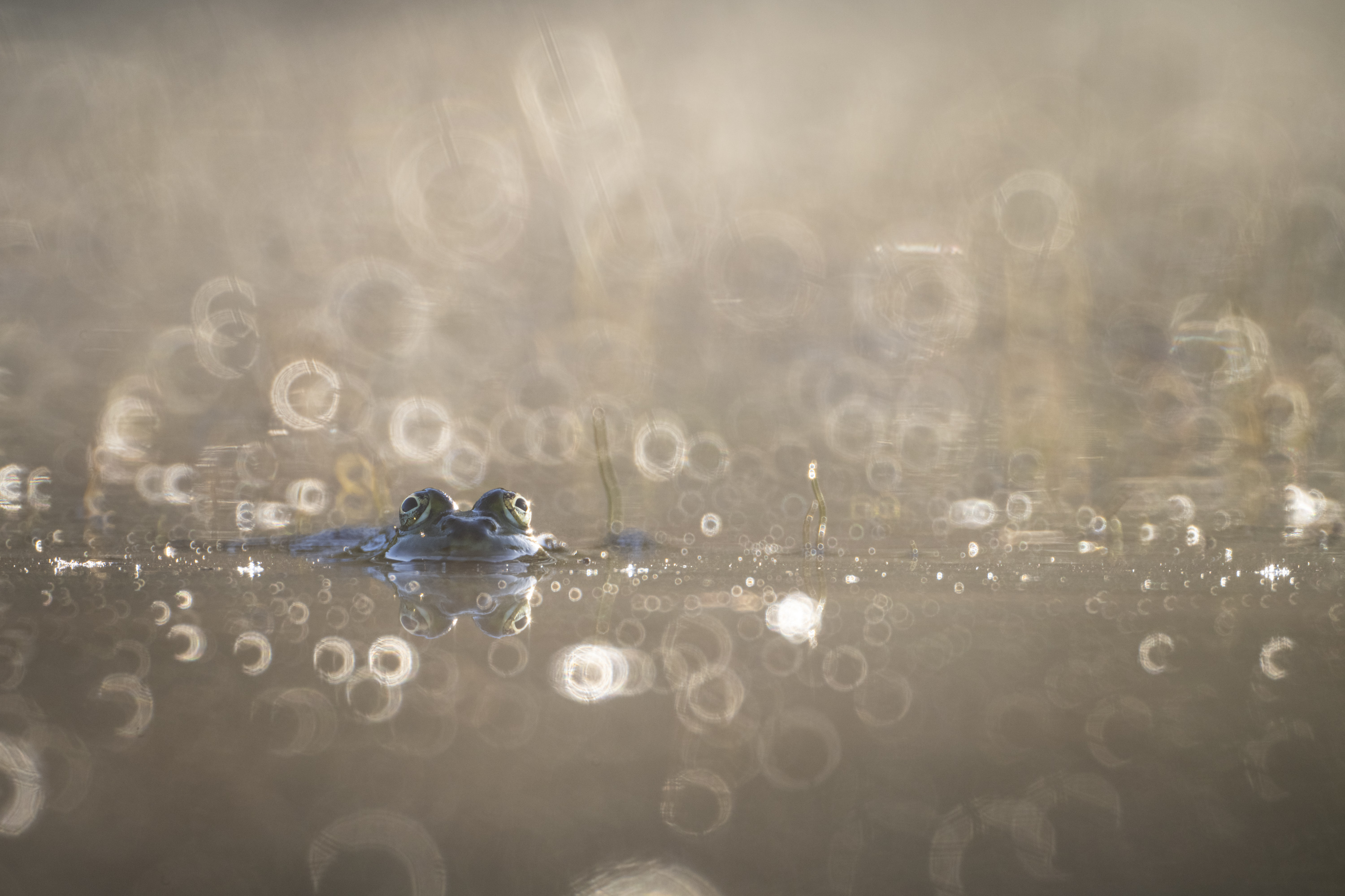 _____Froschwelt______