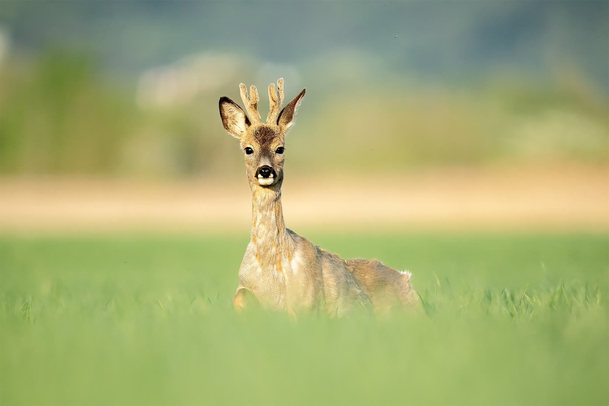 Neugieriger Bock