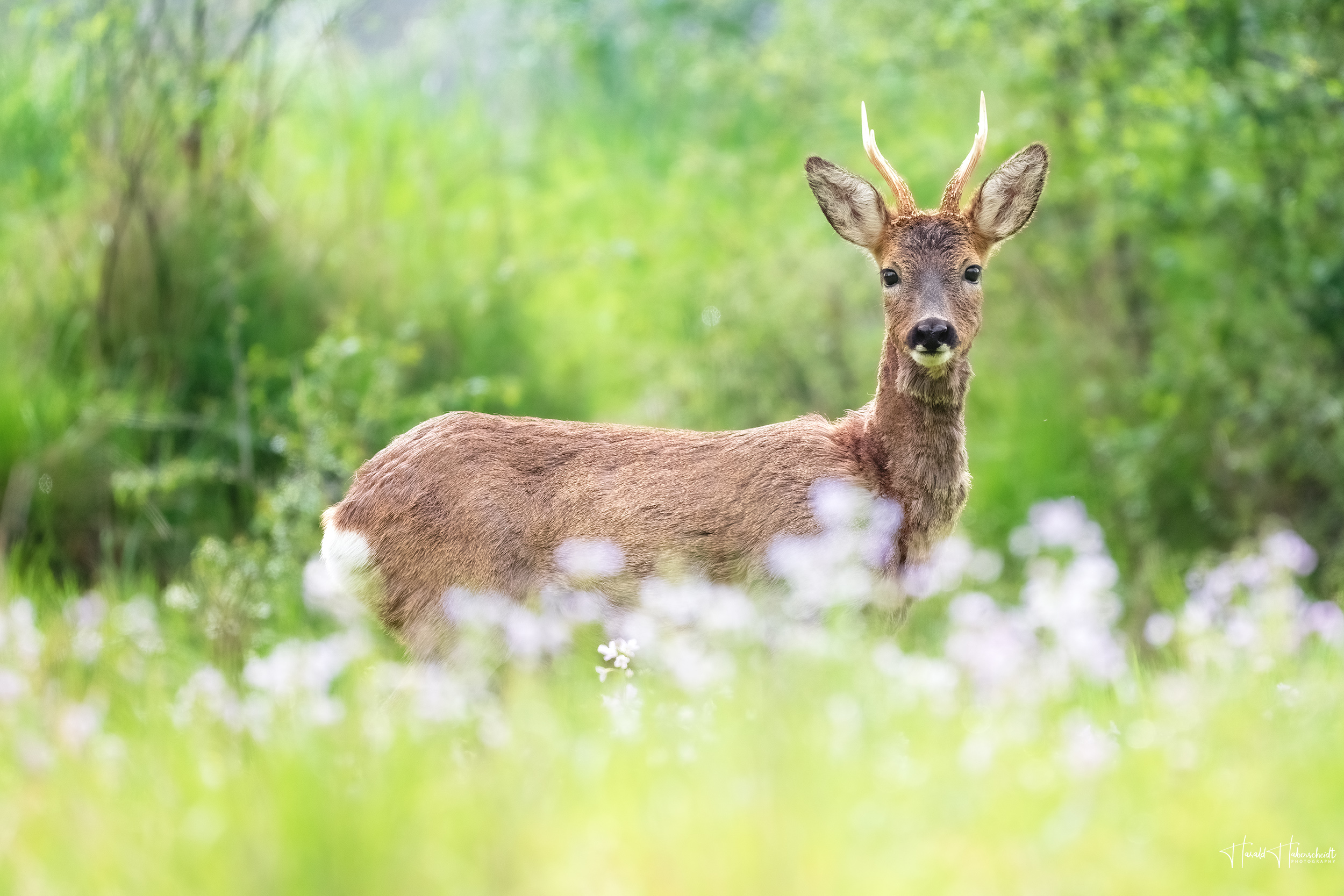 Bock in voller Größe