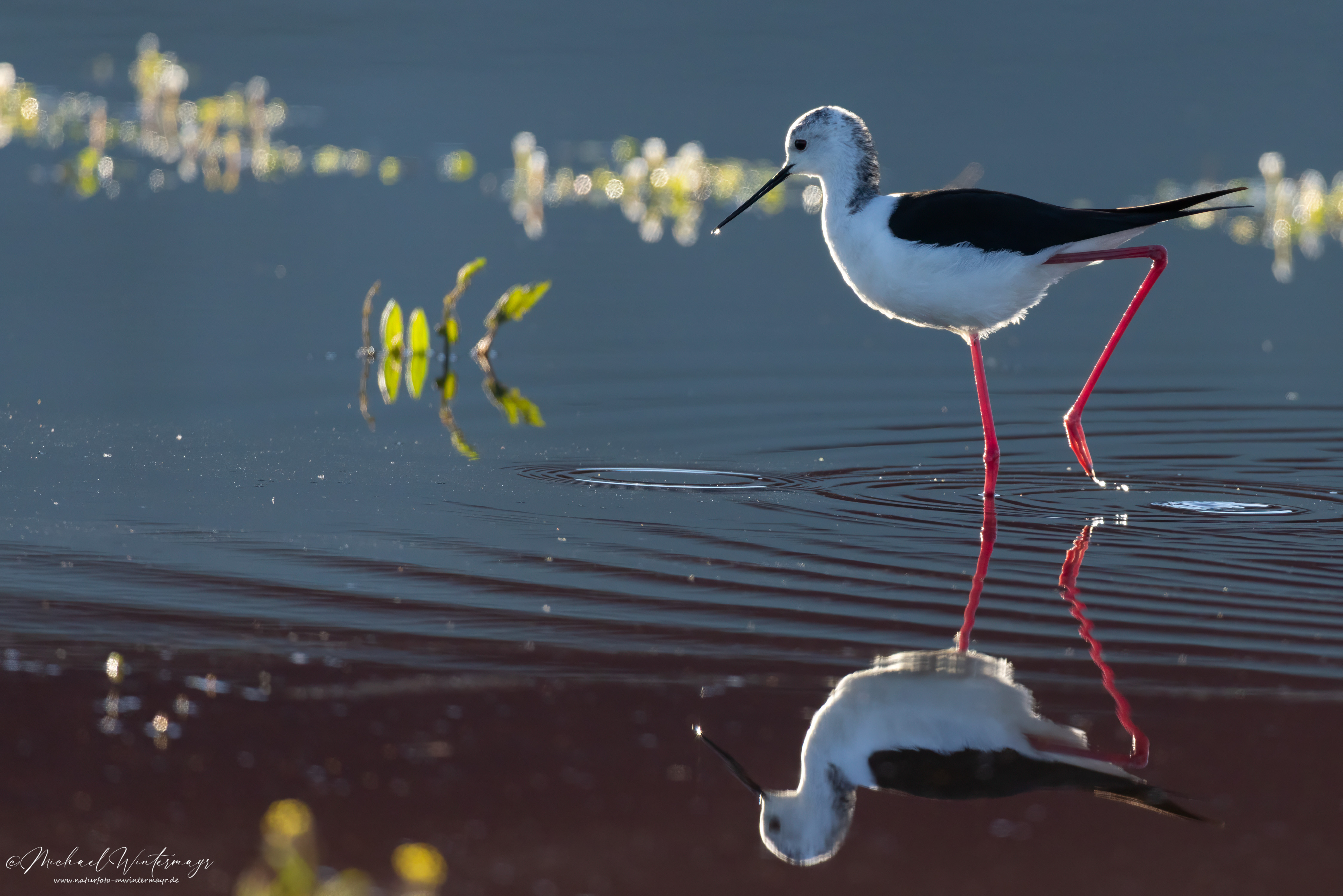 Stelzenläufer als Steppenläufer