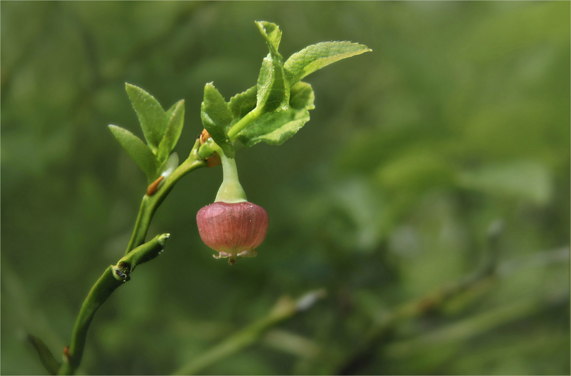 Blaubeerblüte