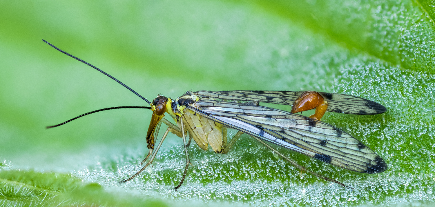 Skorpionsfliege