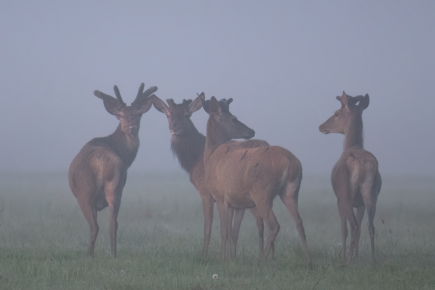 Frühmorgens im Nebel
