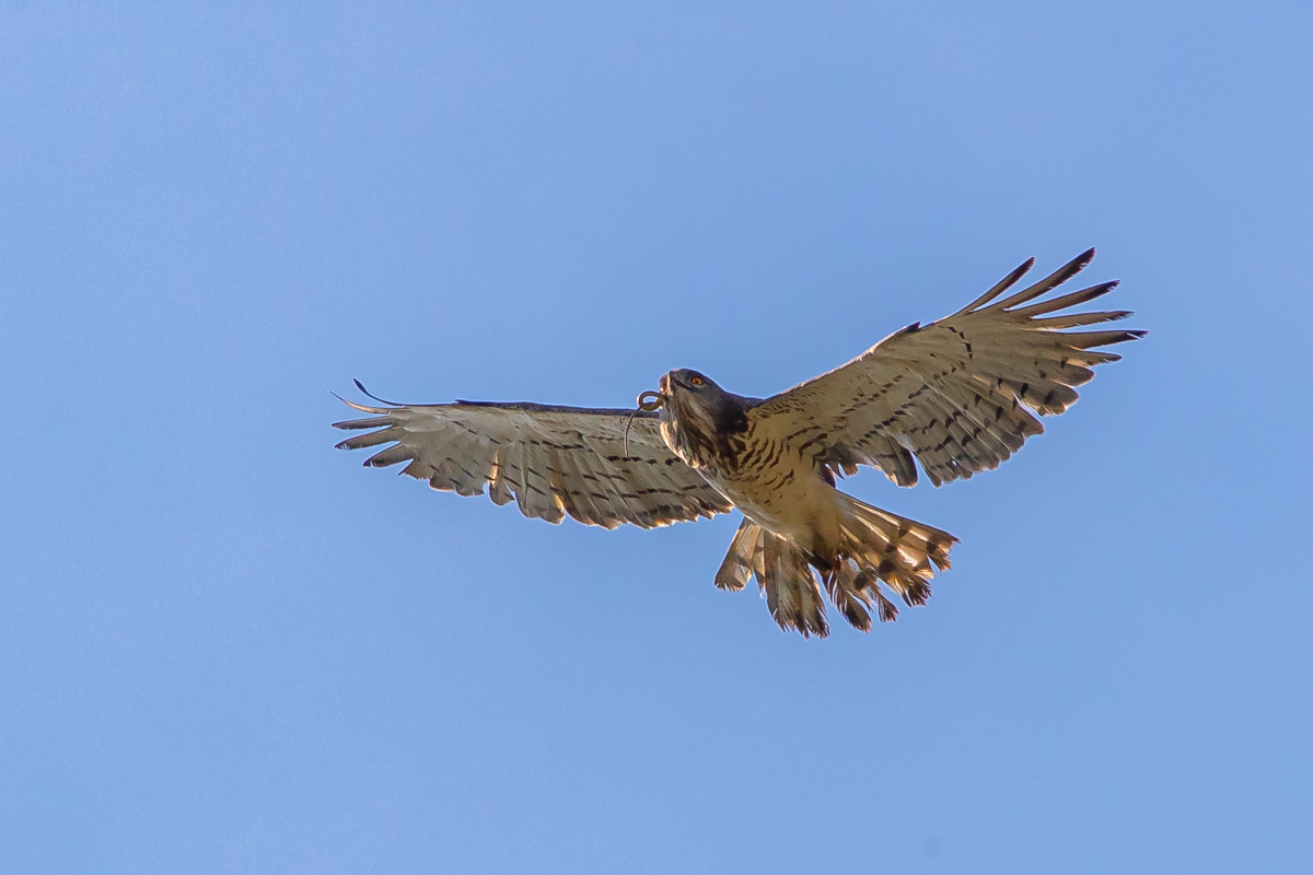 Schlangenadler