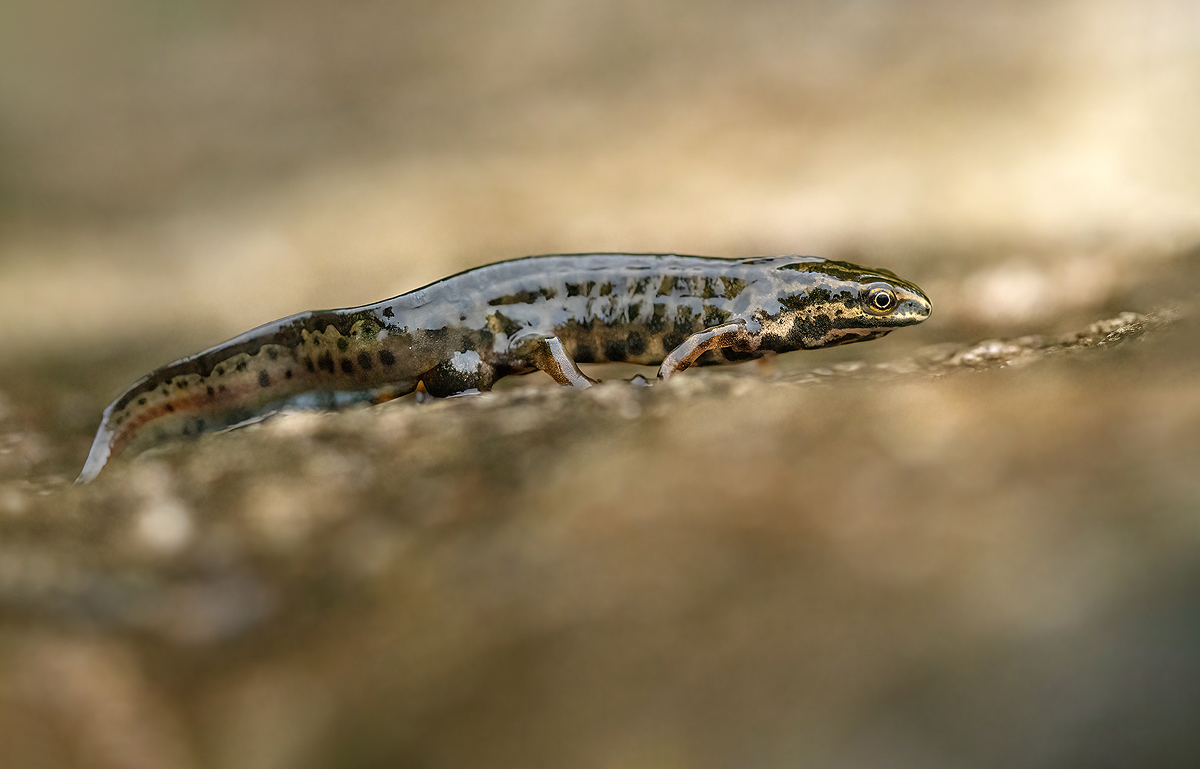 Teichmolch