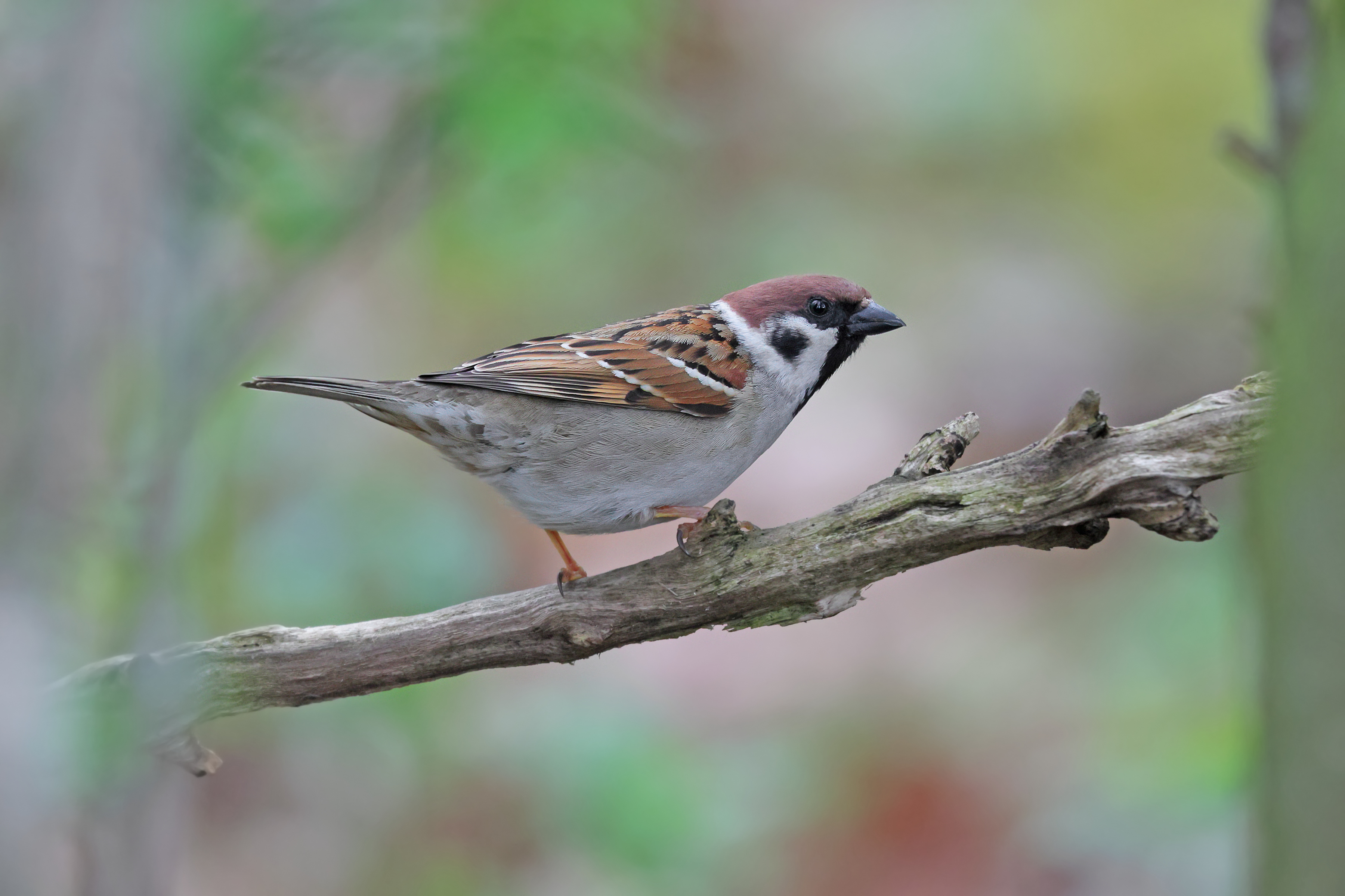 Sparrow Test?