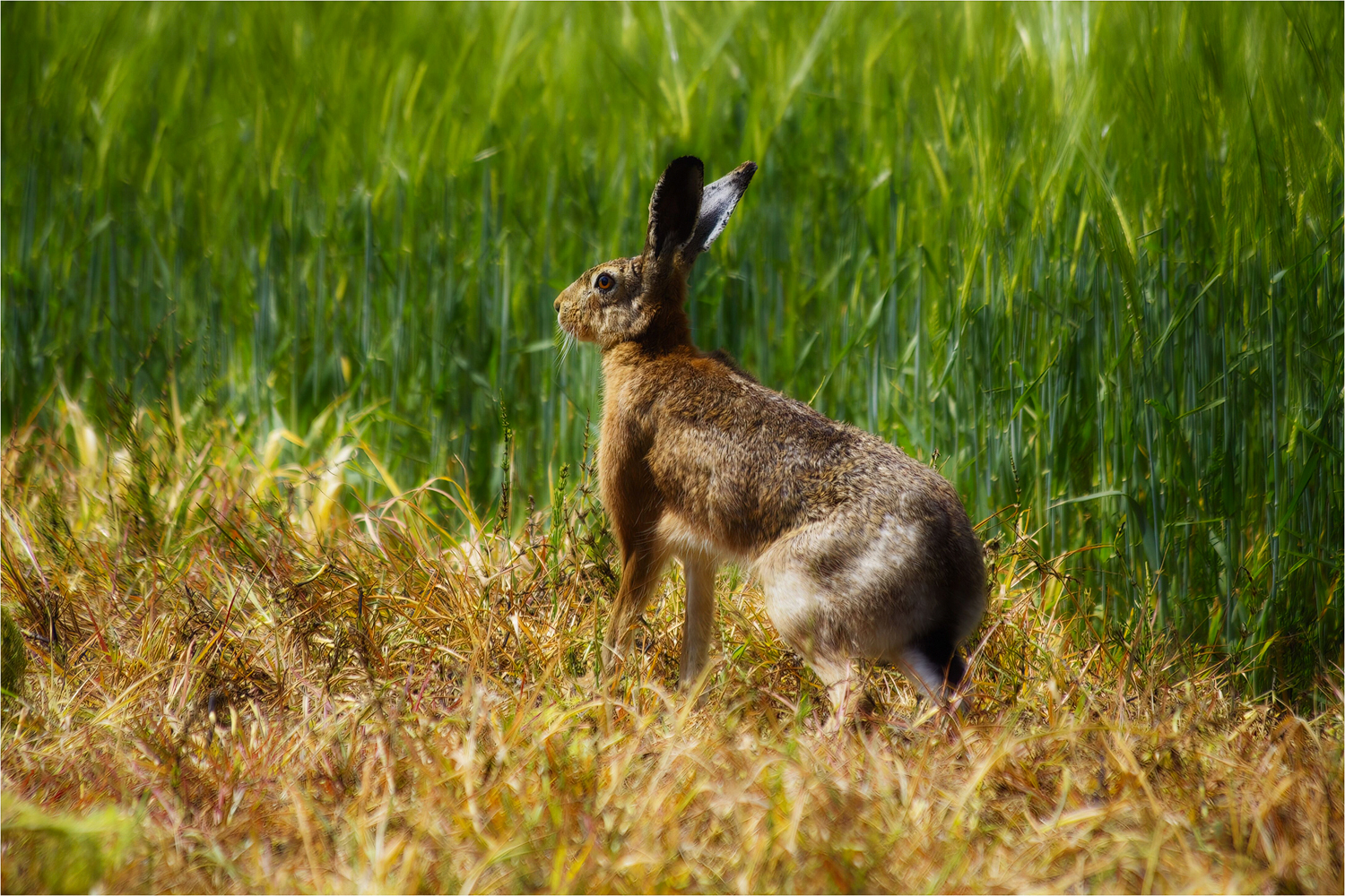 Osterhase