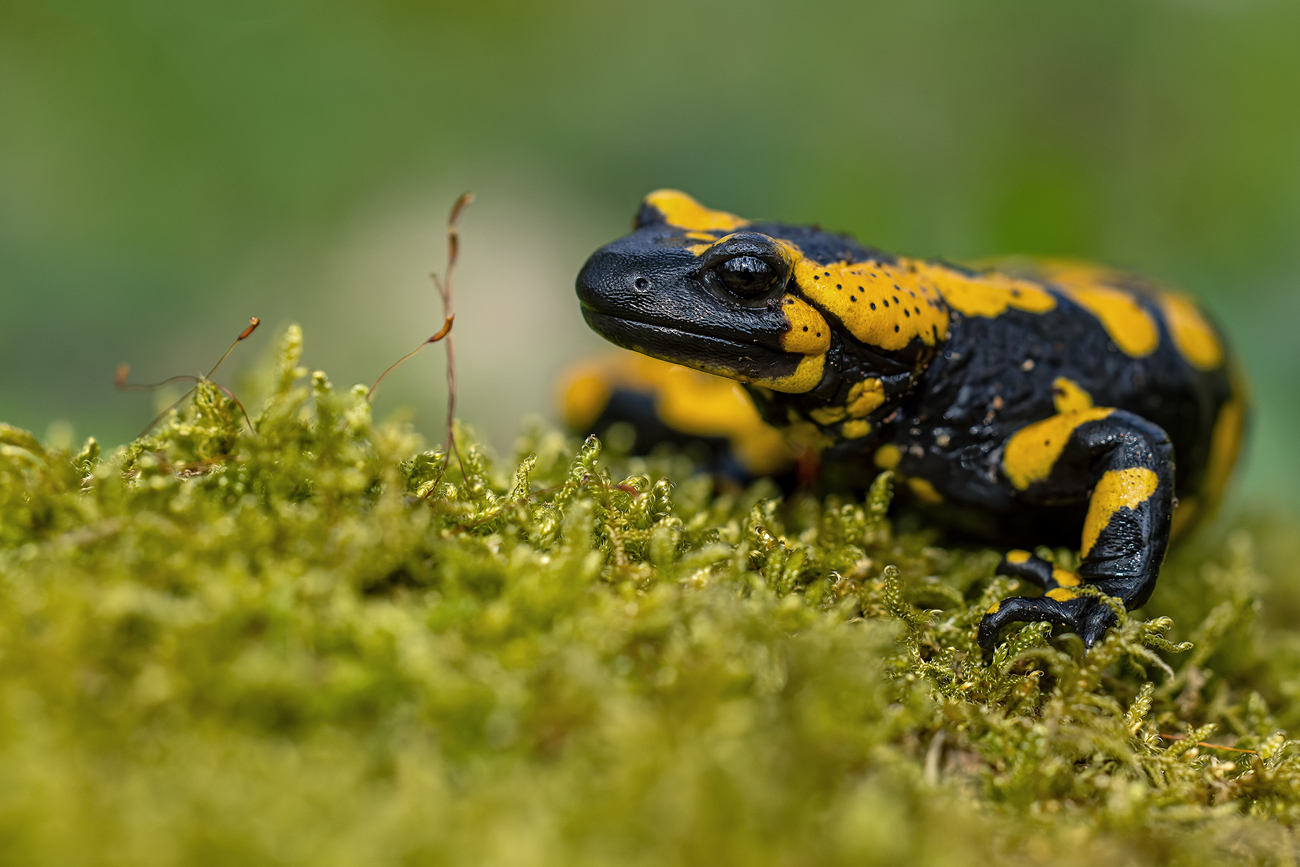 Ferersalamander