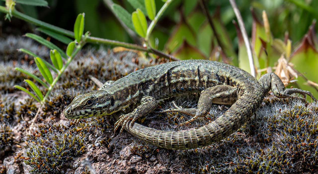 Die kleinen Drachen