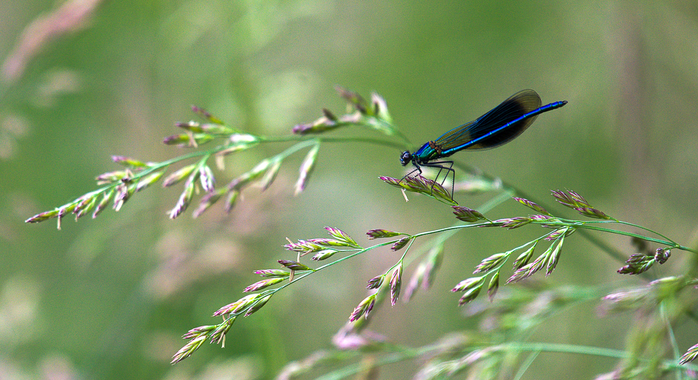 Prachtlibelle
