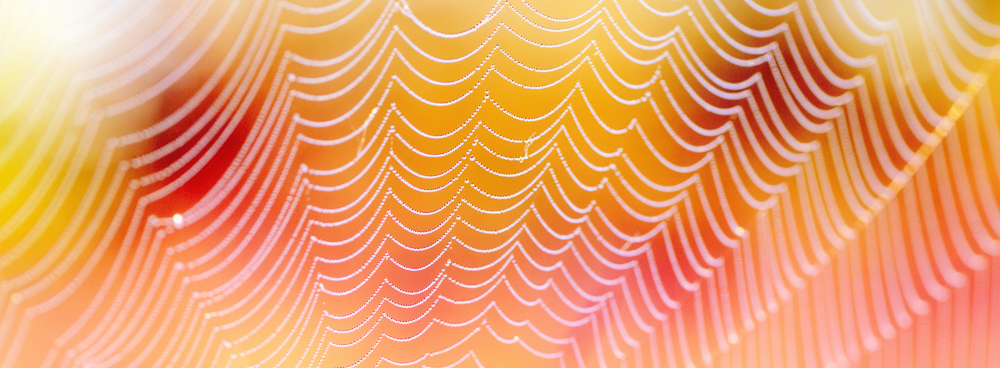 Spinnennetz am Morgen II