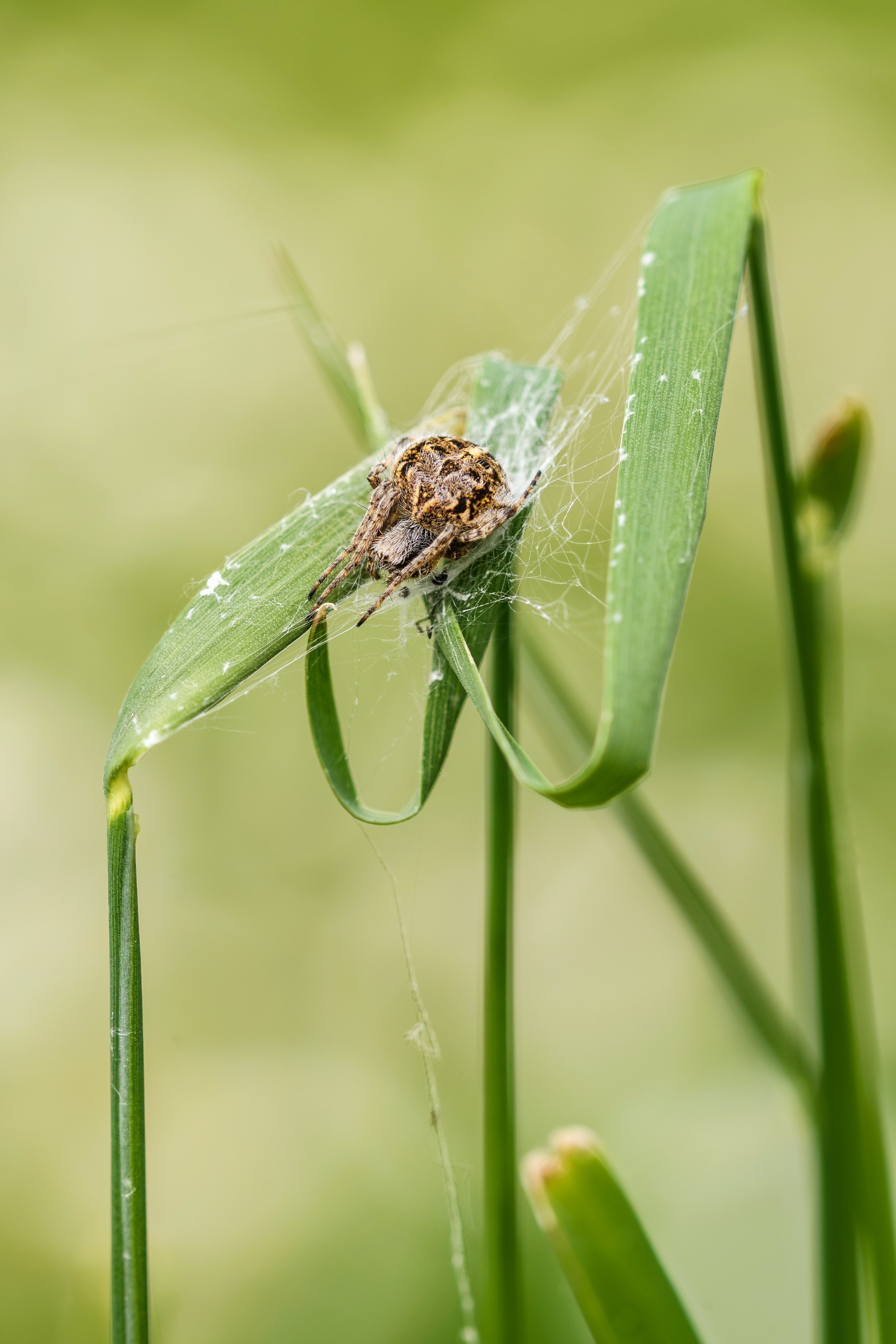 Körbchenspinne