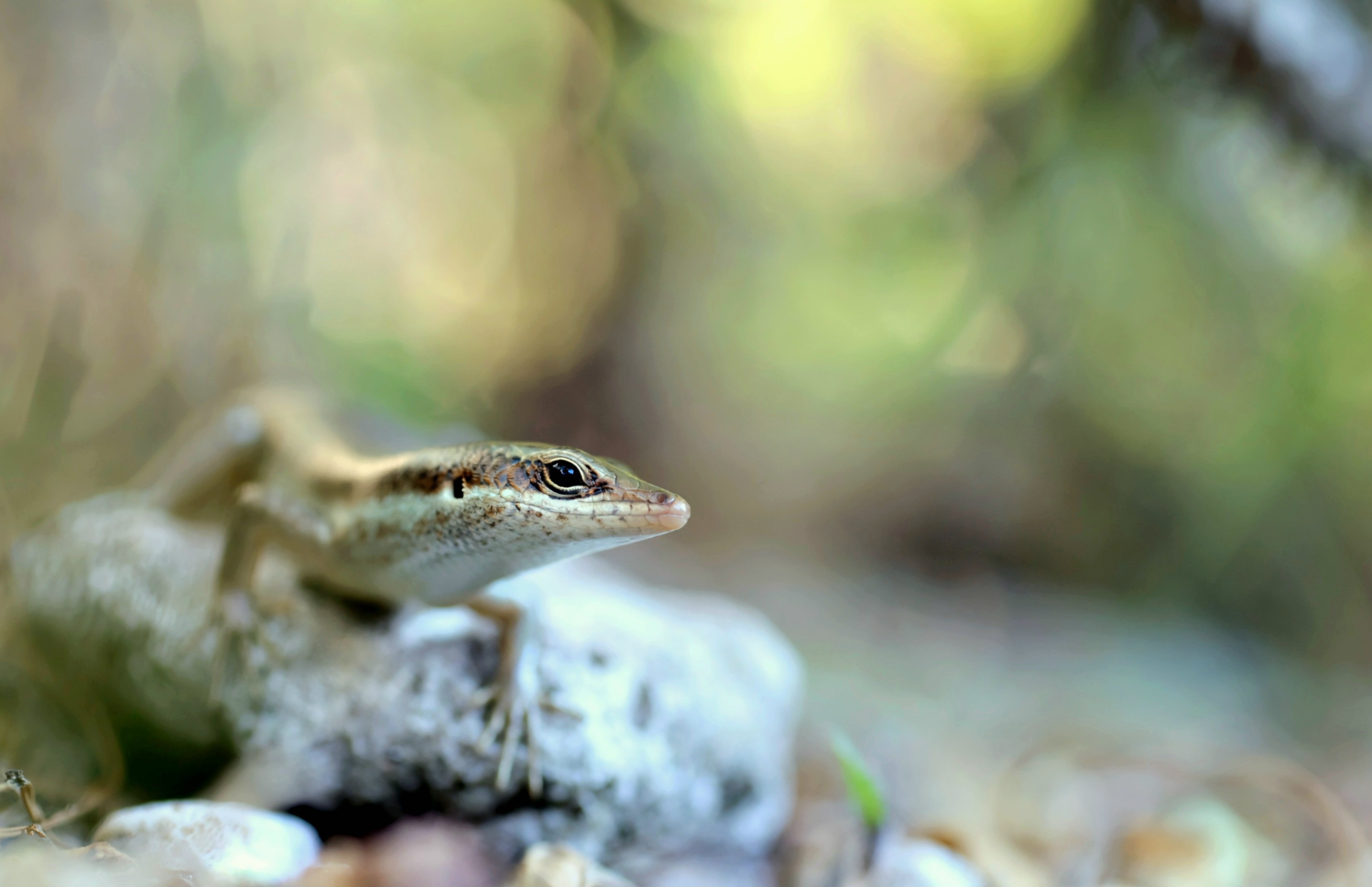 Ein Seychellen-Skink...