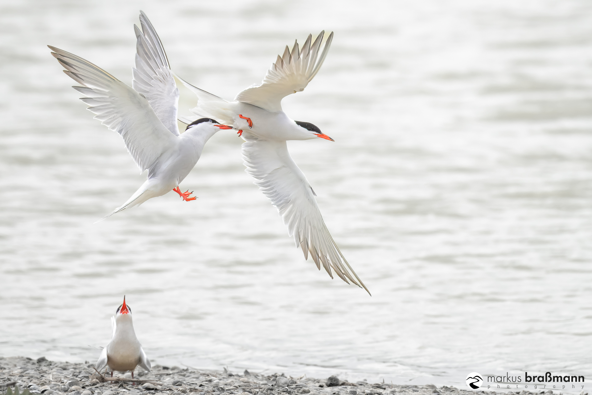 Ärger bei den Flussseeschwalben