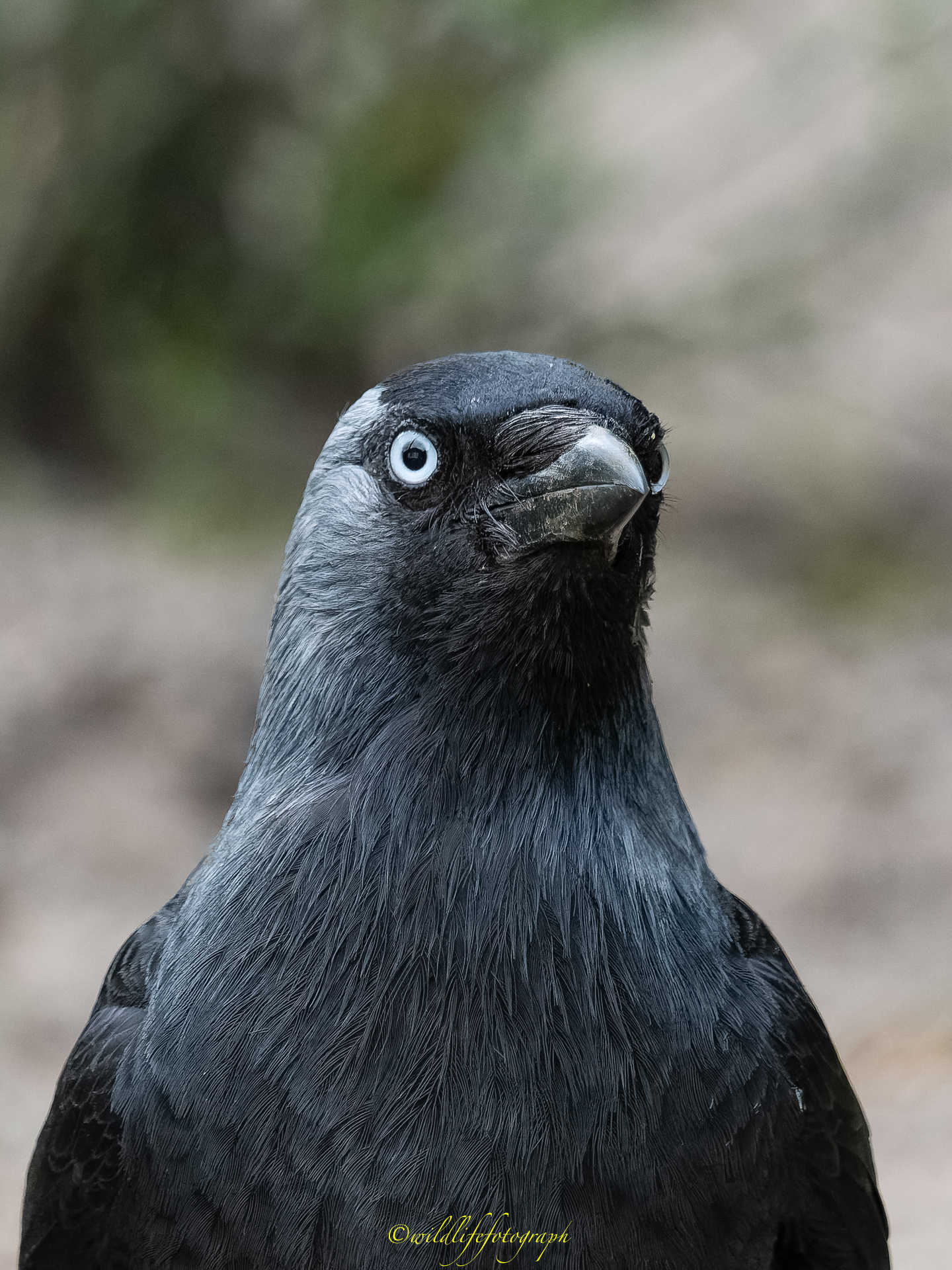 Gestatten: Jackdaw