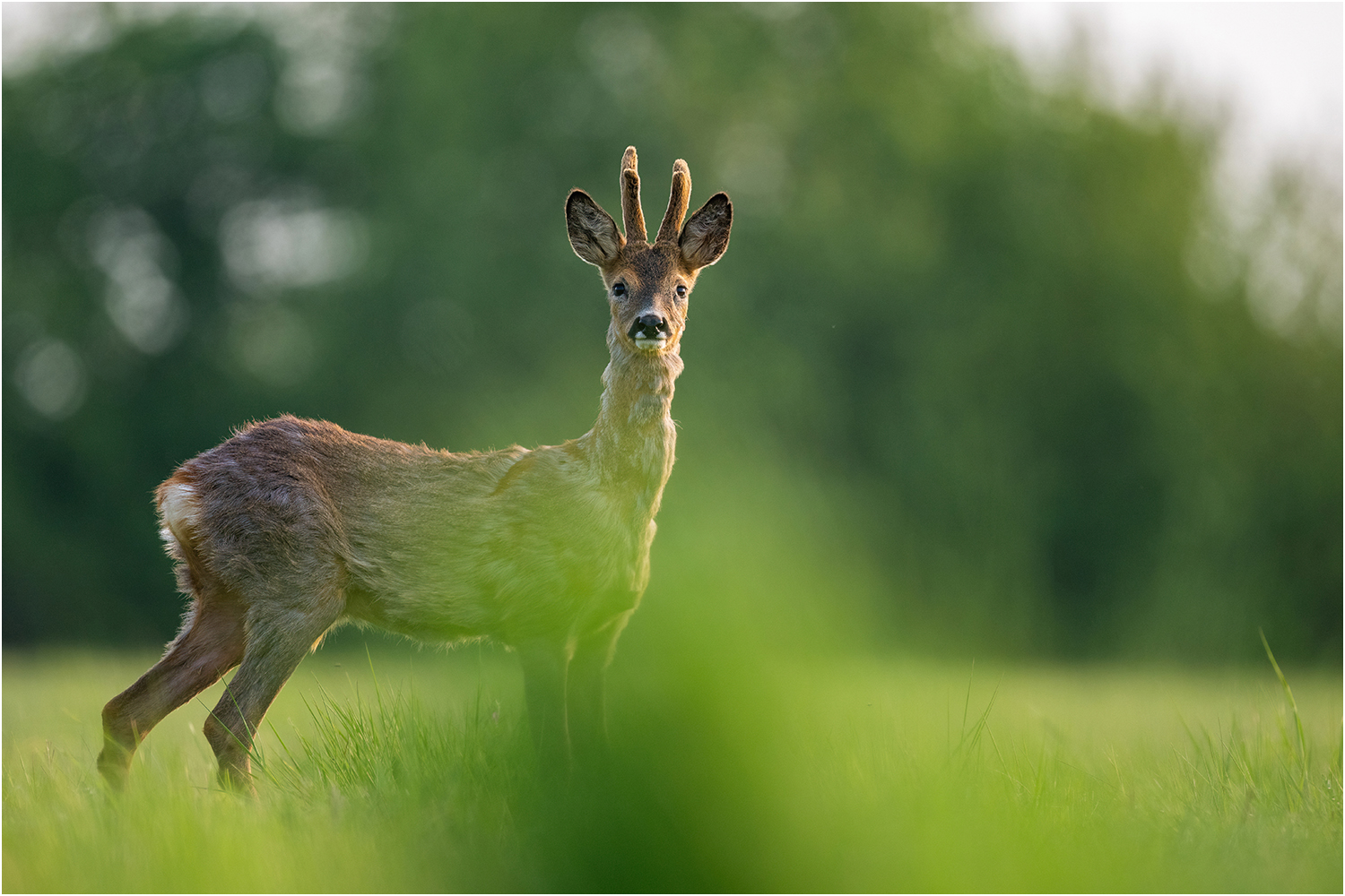 Frühjahrsbock