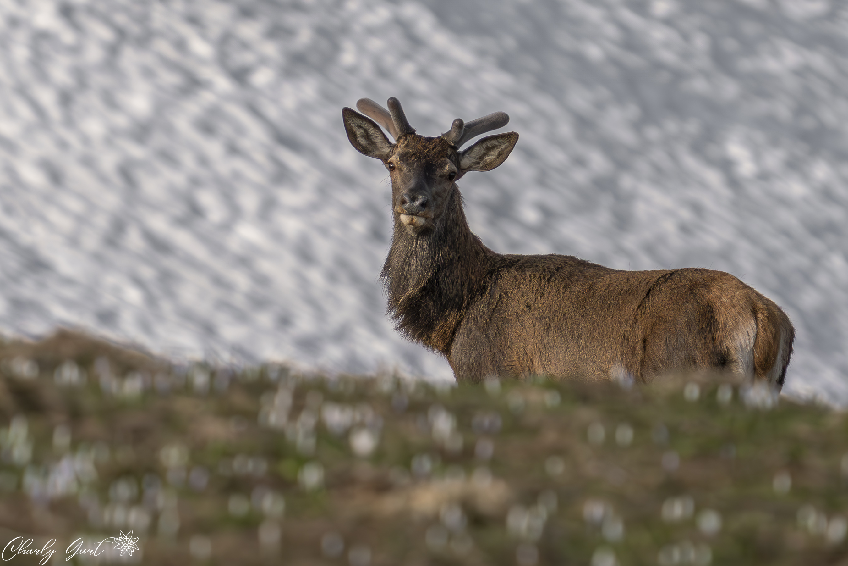 Rothirsch zwischen Krokussen und Schneemasse
