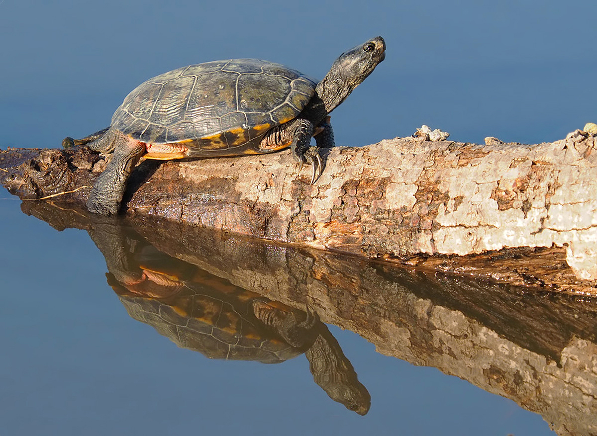 Maurische Bachschildkröte oder  spanische Wasserschildkröte (Mauremys leprosa)