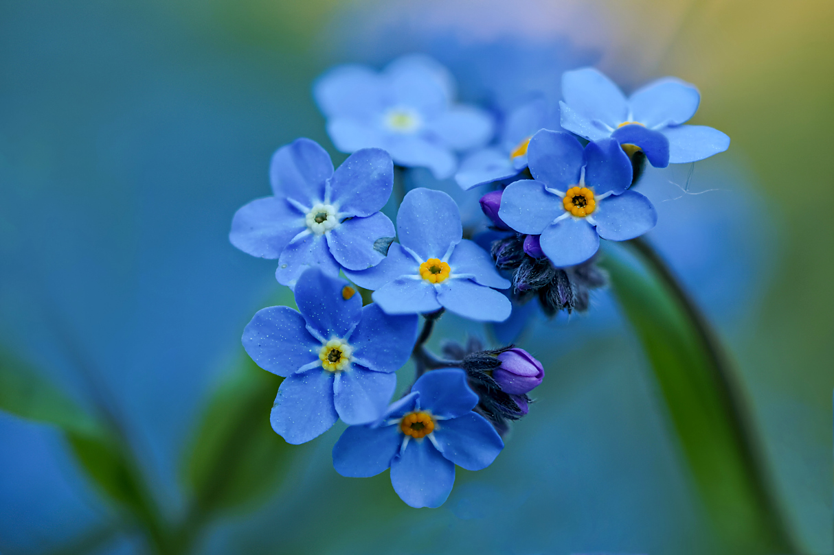 Sinfonie in Blau