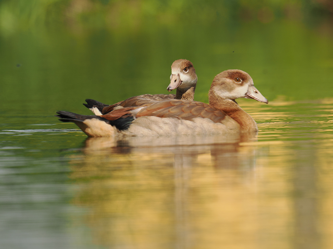 Nilgänse, juvenil