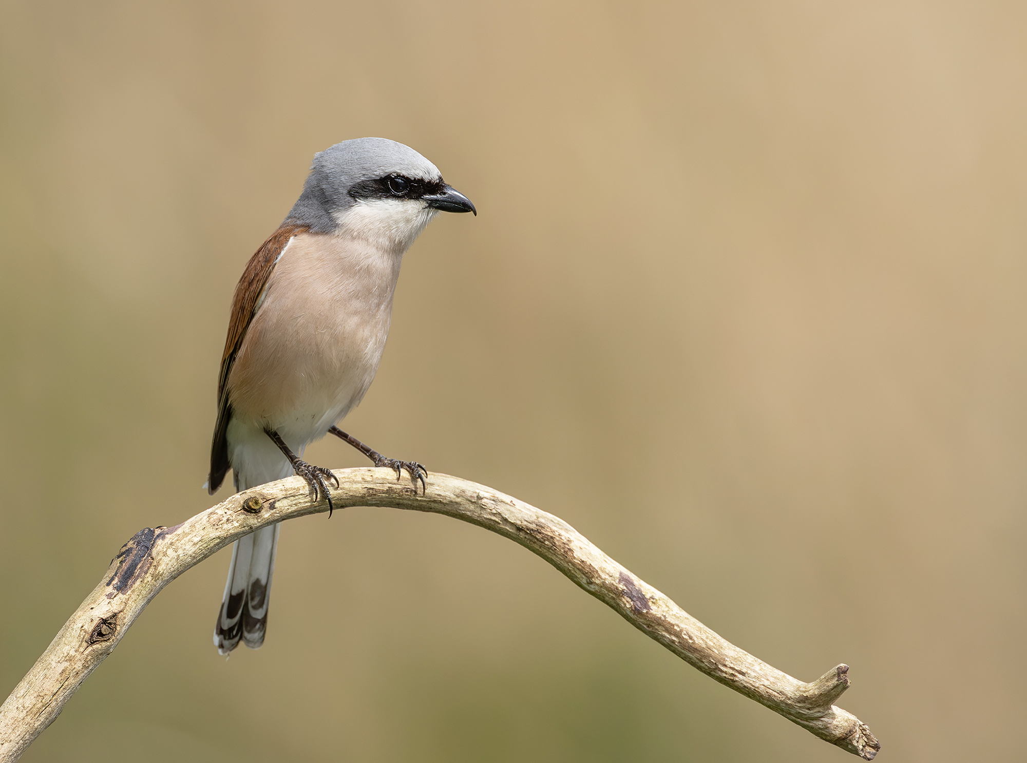 Neuntöter (Lanius collurio)