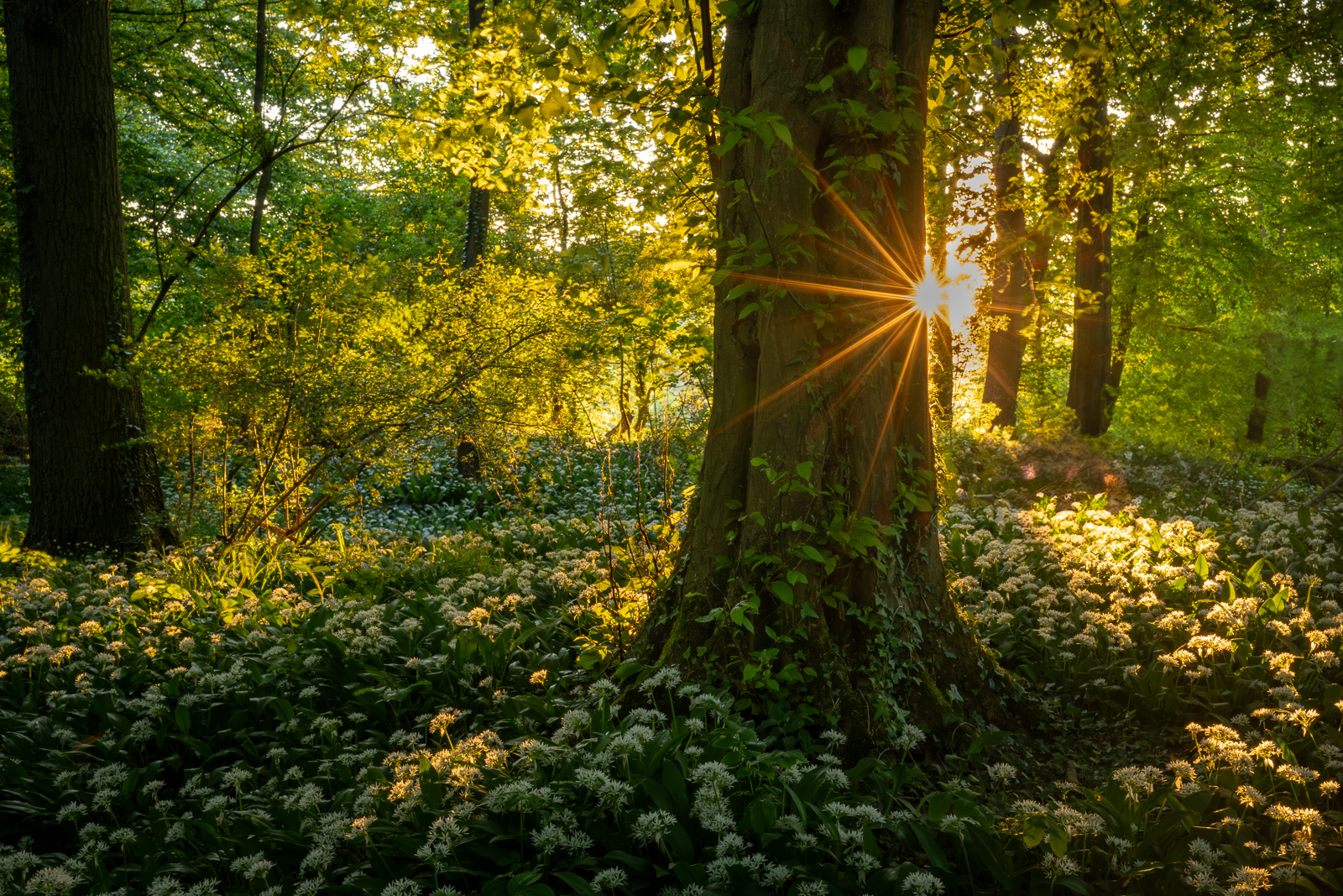 Im Bärlauchwald