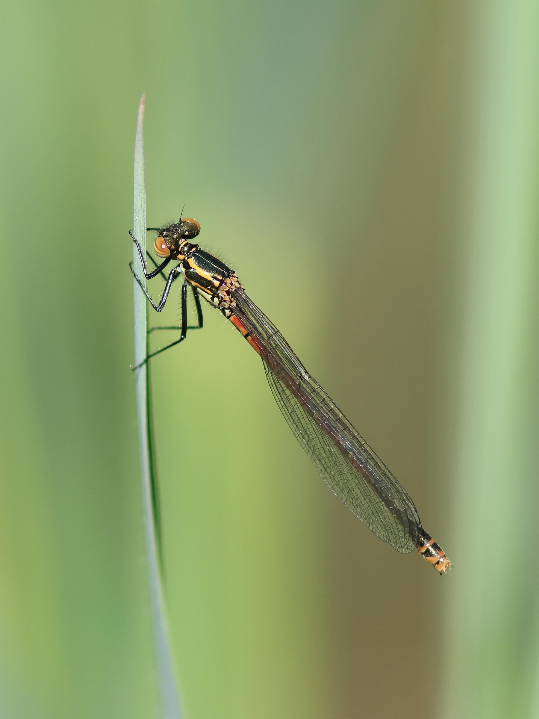 Frühe Adonislibelle