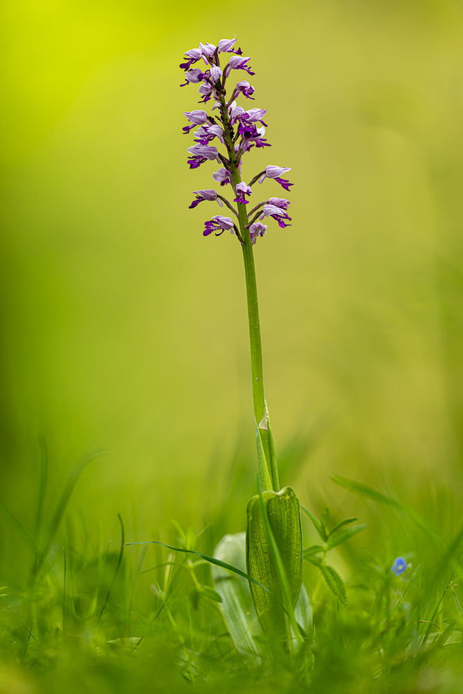 Orchis militaris - Helmknabenkraut