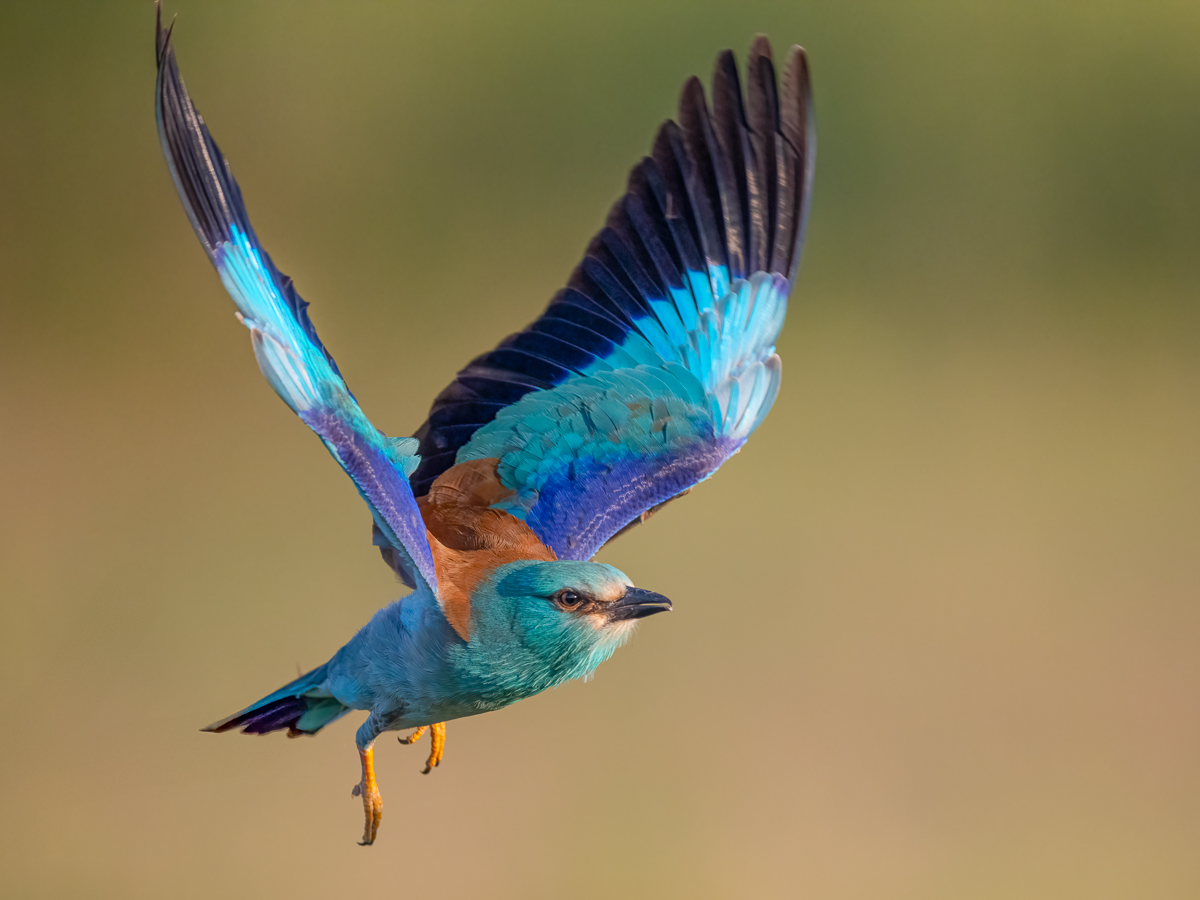 Blauracke im Flug