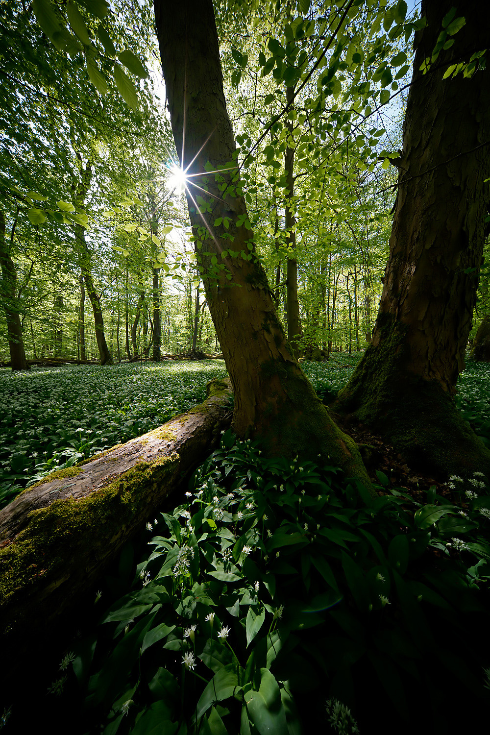 Bärlauchwald