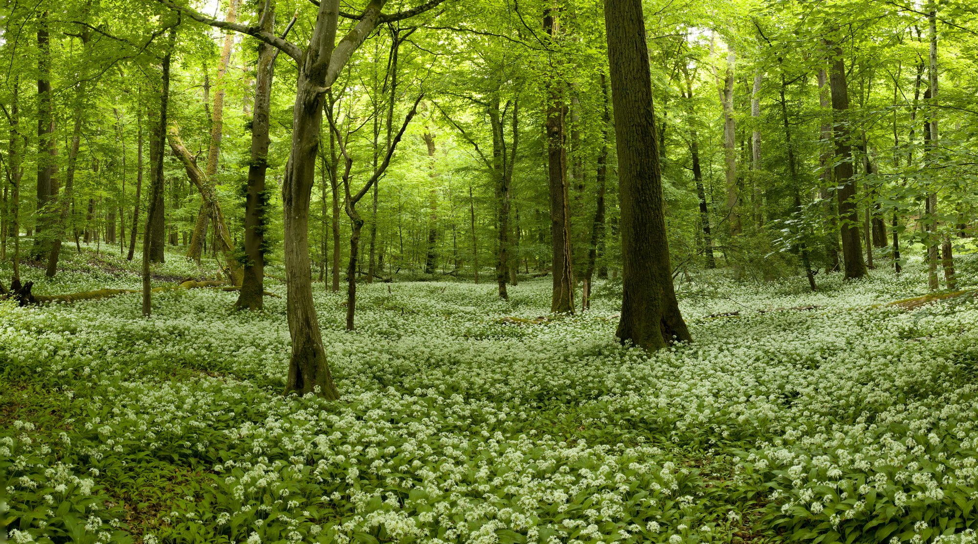 Bärlauchwald