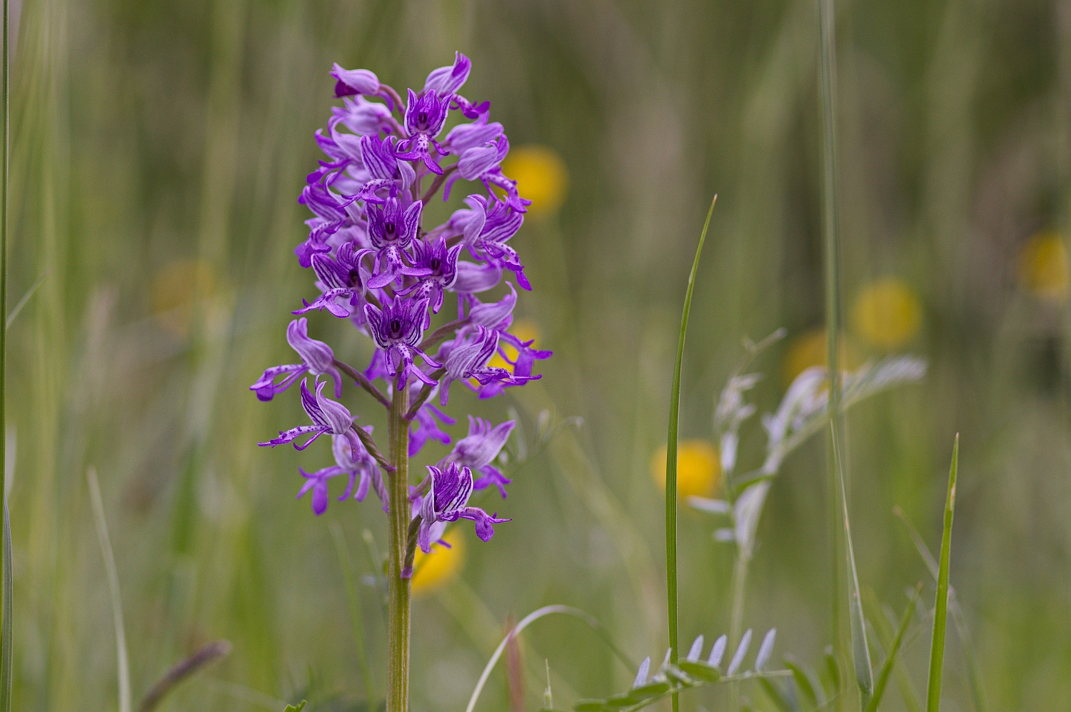 Orchis militaris im Habitat