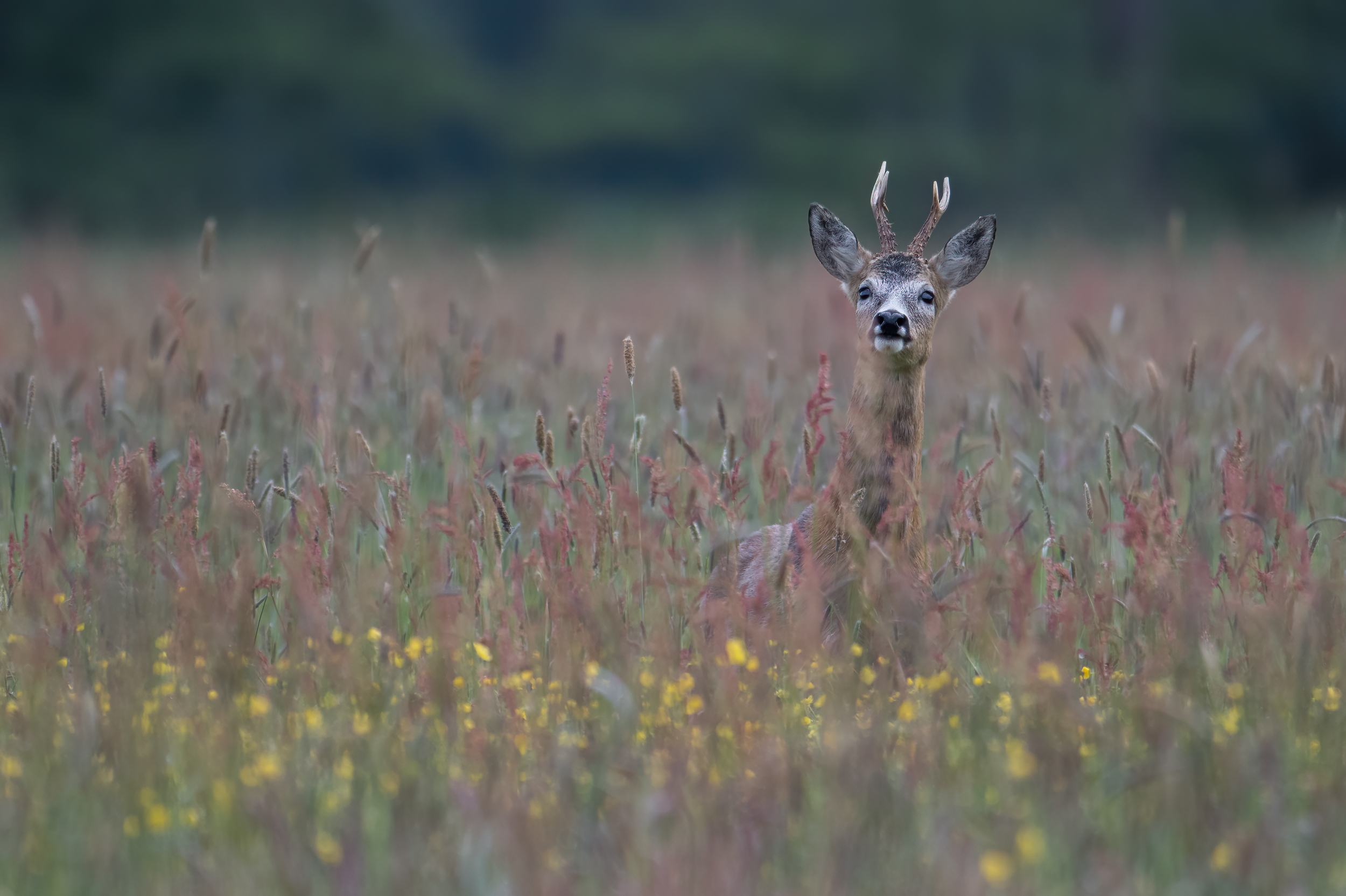 Von der morgendlichen Pirsch