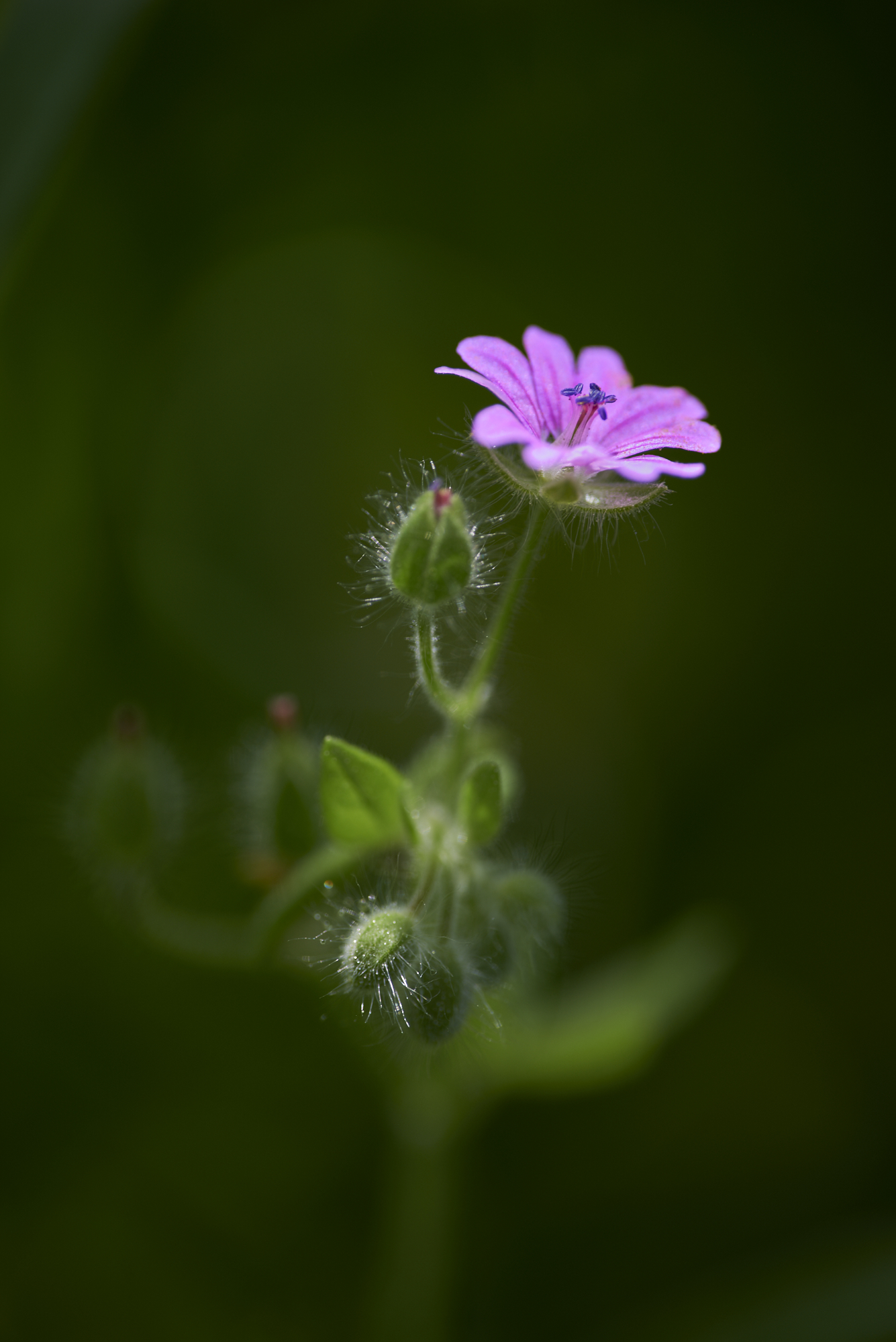 Allerweltsblümchen