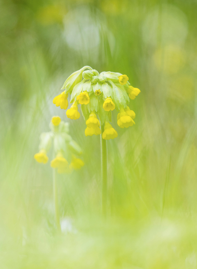 Schlüsselblume II