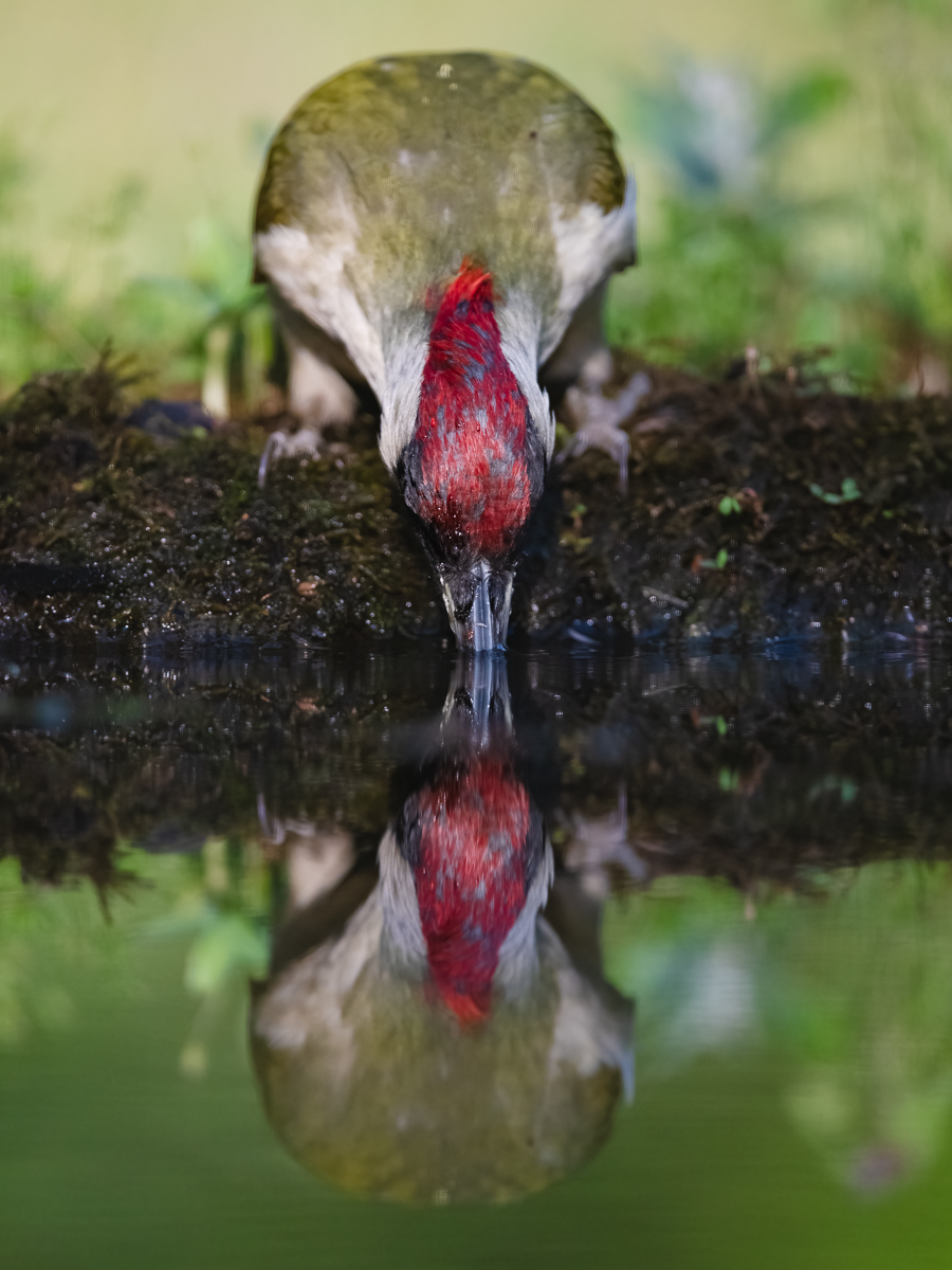 Grünspechtspiegelung