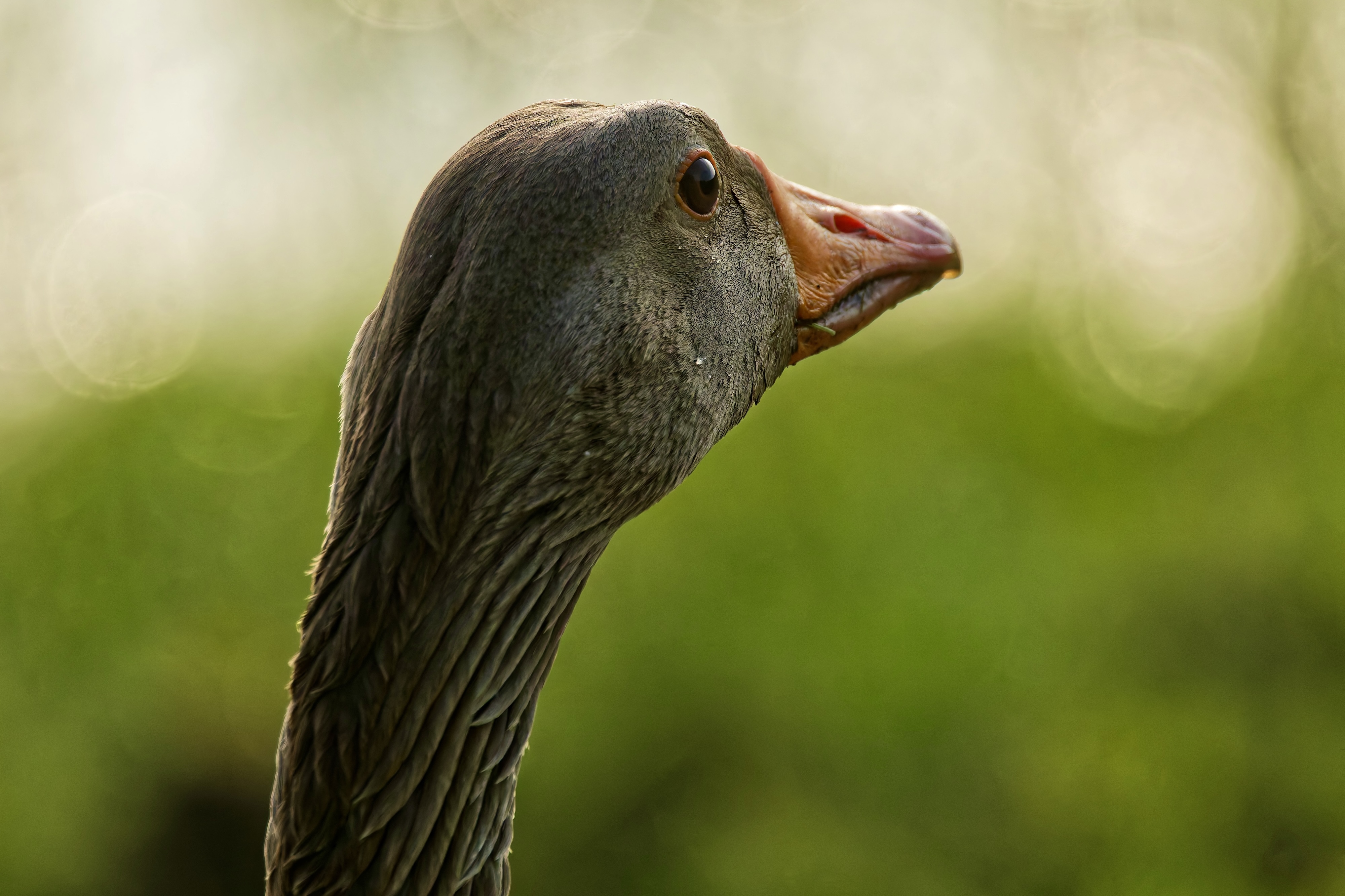 Portrait Graugans