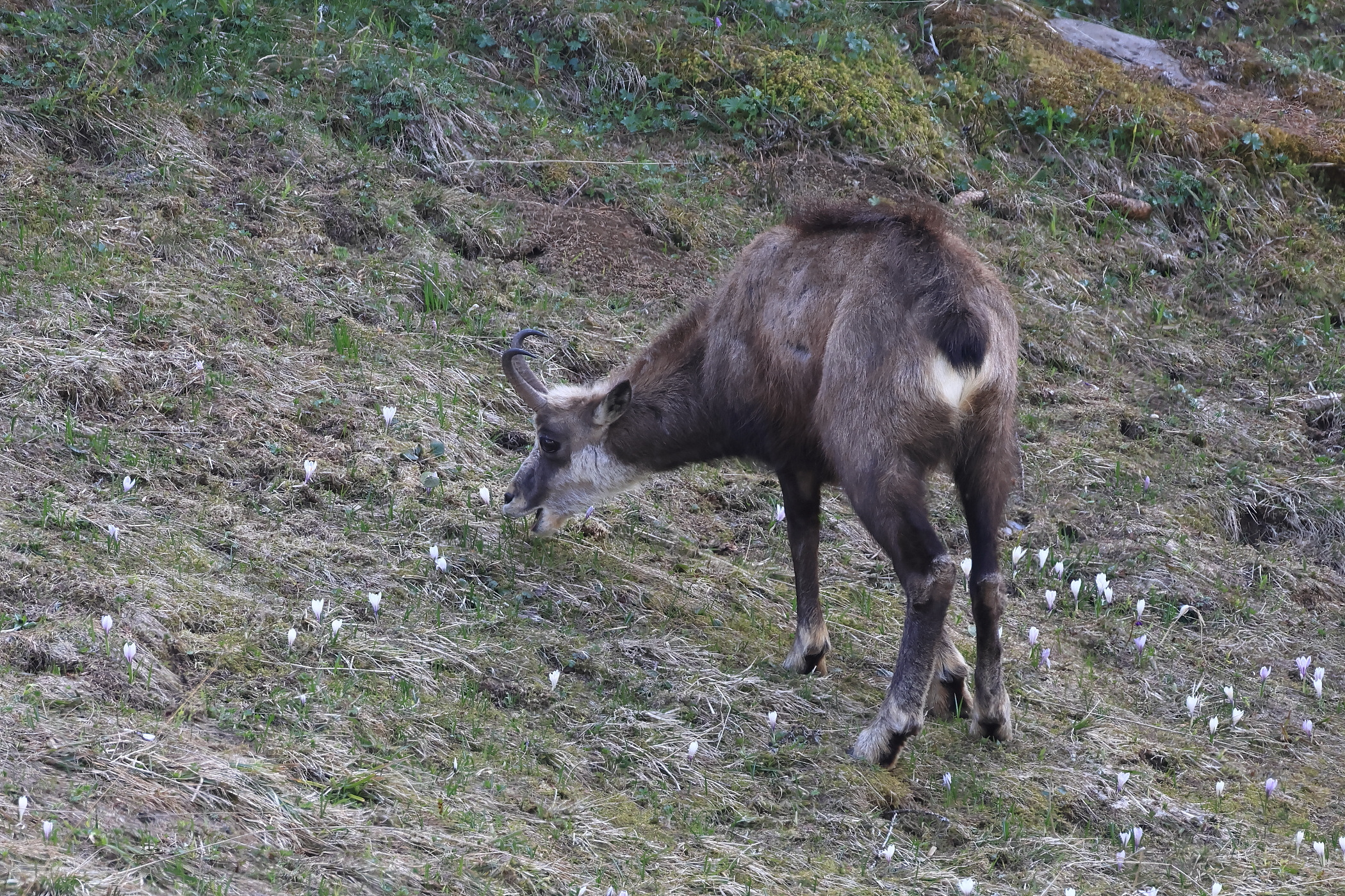 Gamsbock