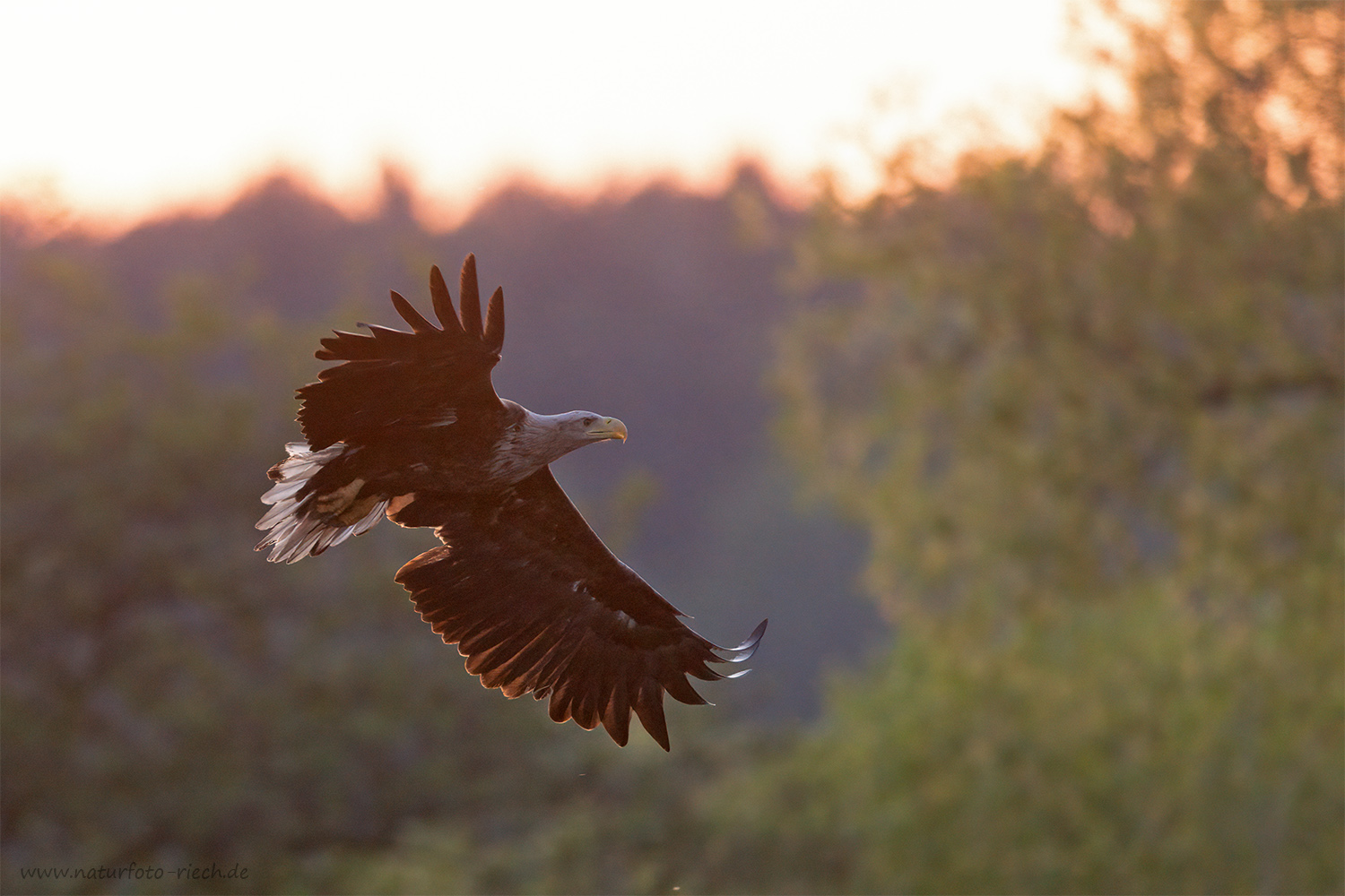 Gegenlichtadler