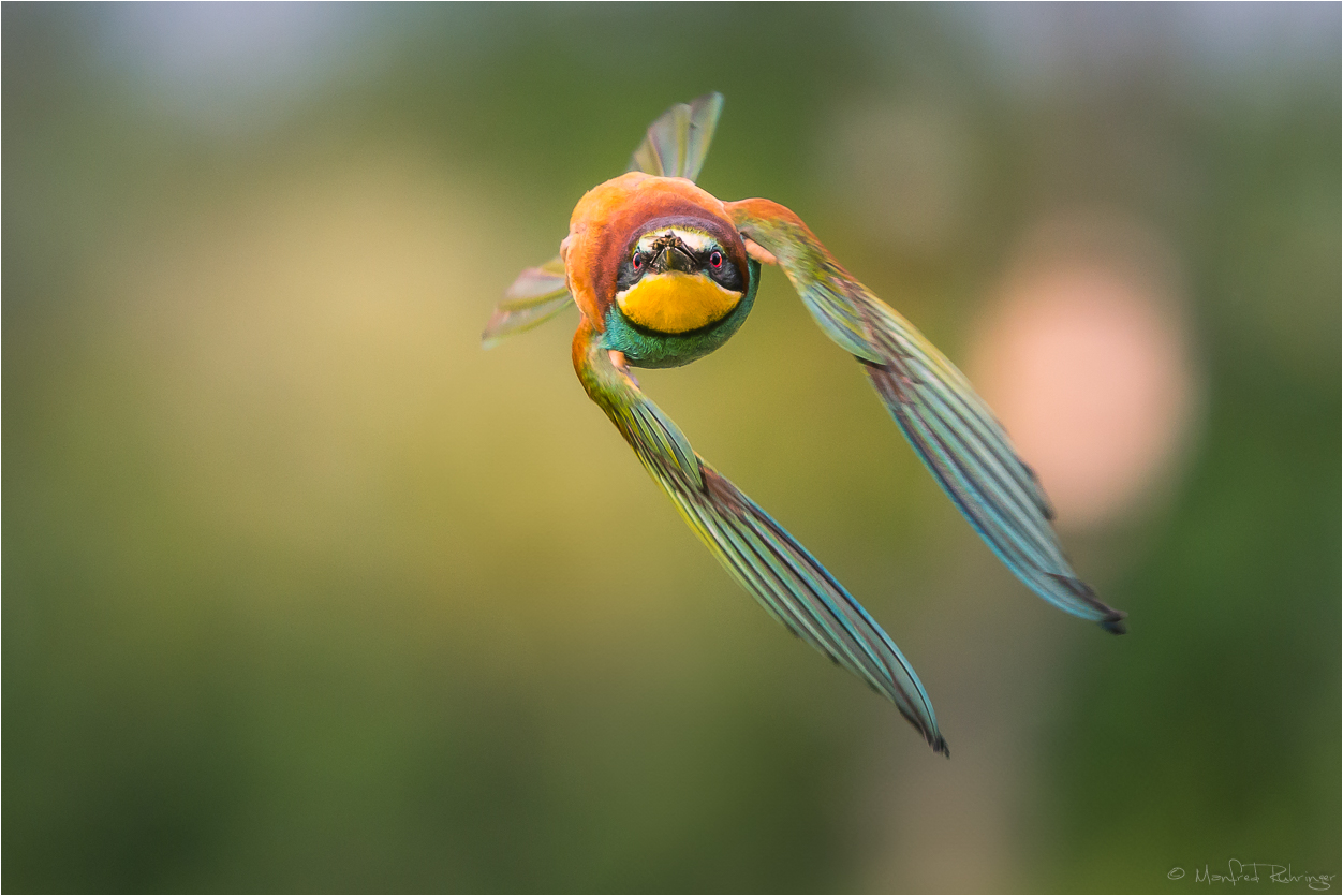 ++ Der Flugakrobat ++