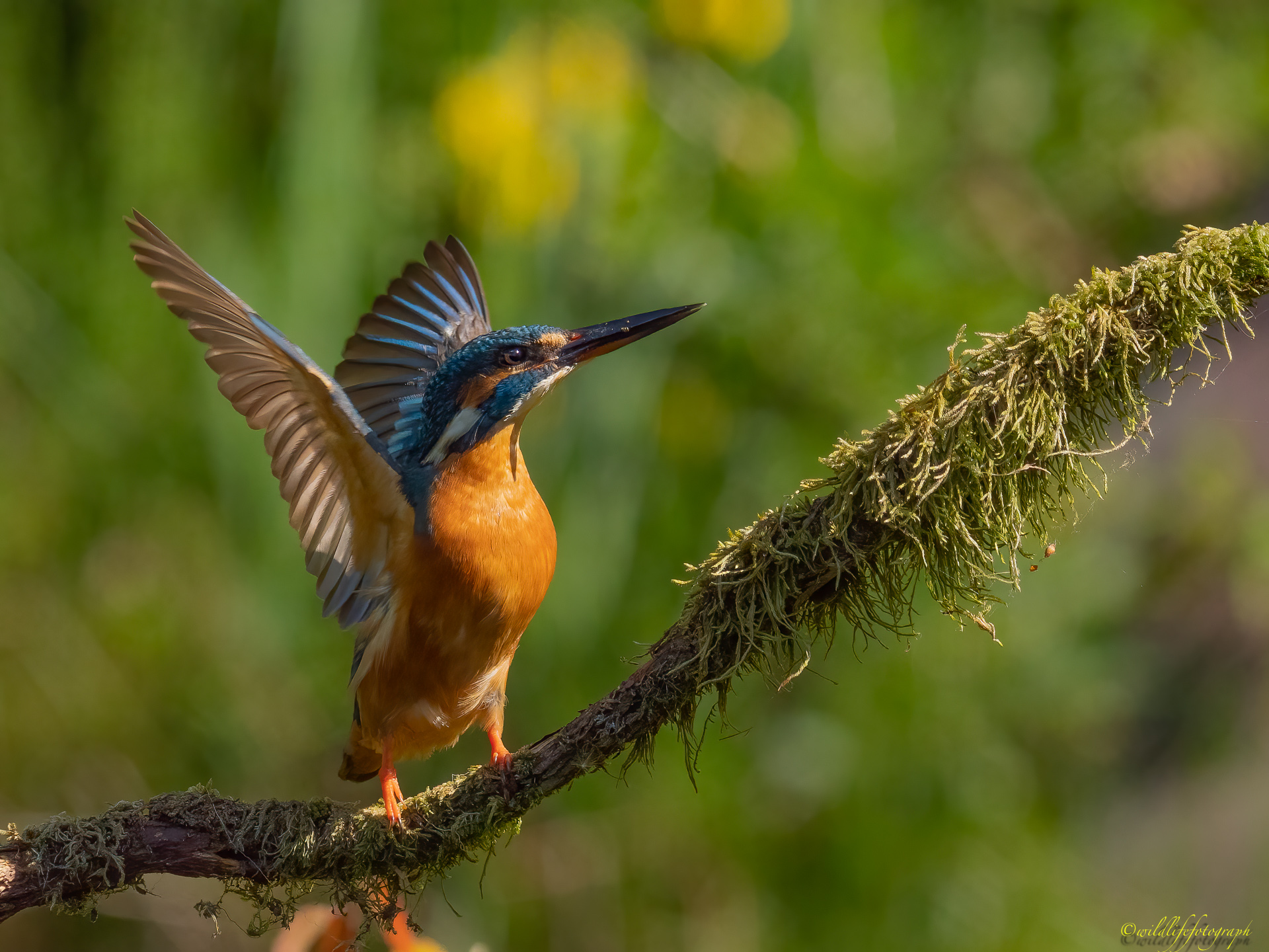 Tanzender Eisvogel