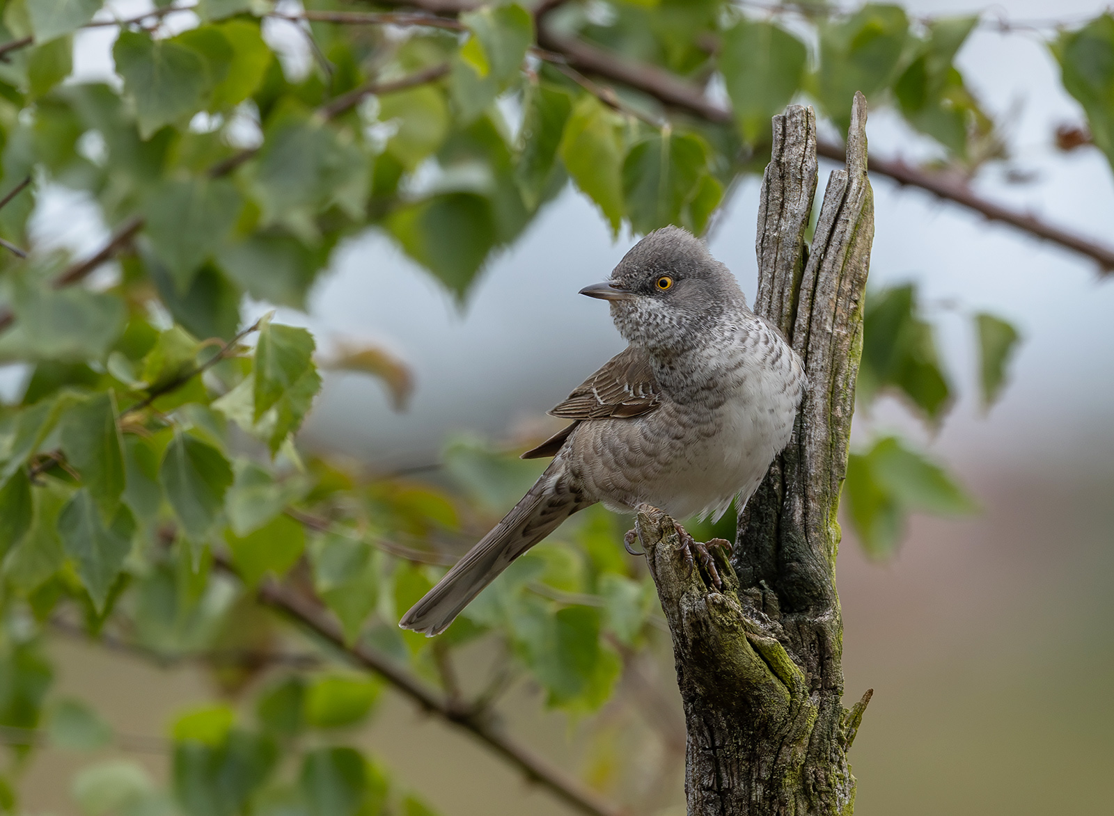 Sperbergrasmücke (Sylvia nisoria)