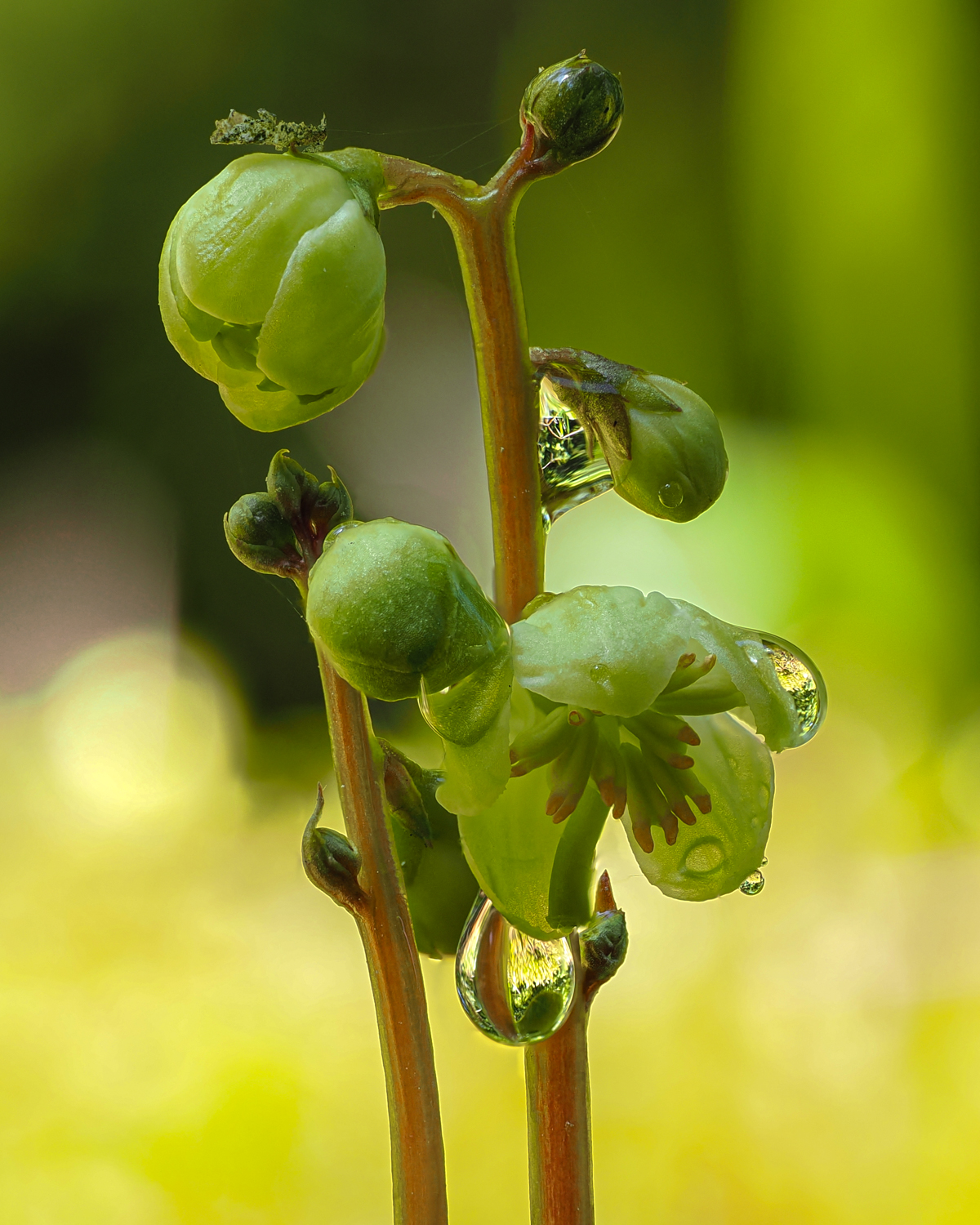Grünliches wintergrün ( pyrola chlorantha )
