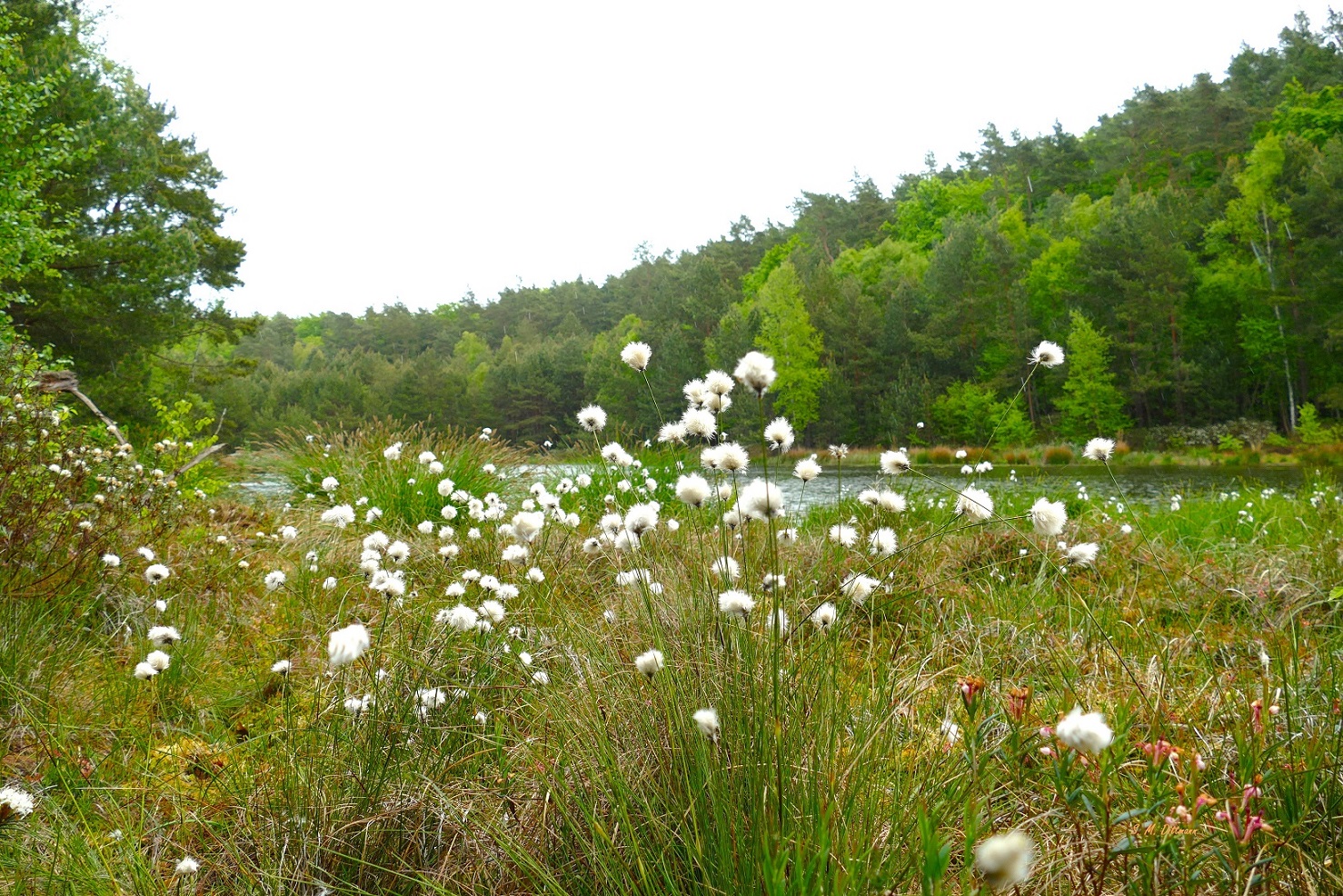 Am Mümmelkesee
