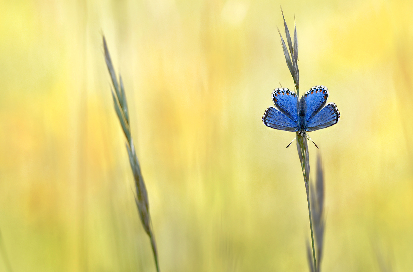 Der himmelblaue Bläuling ...,