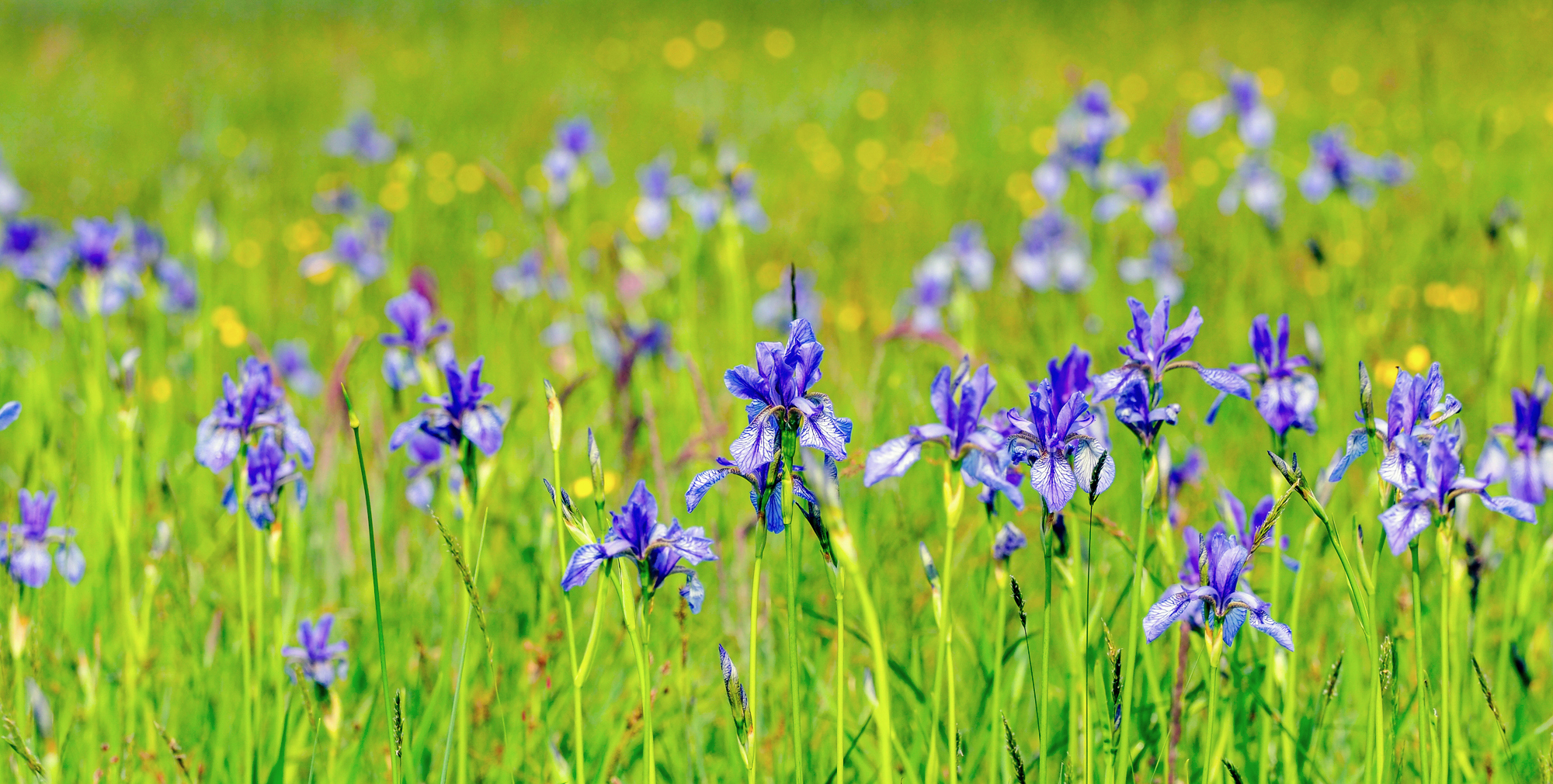 Orchideenwiese